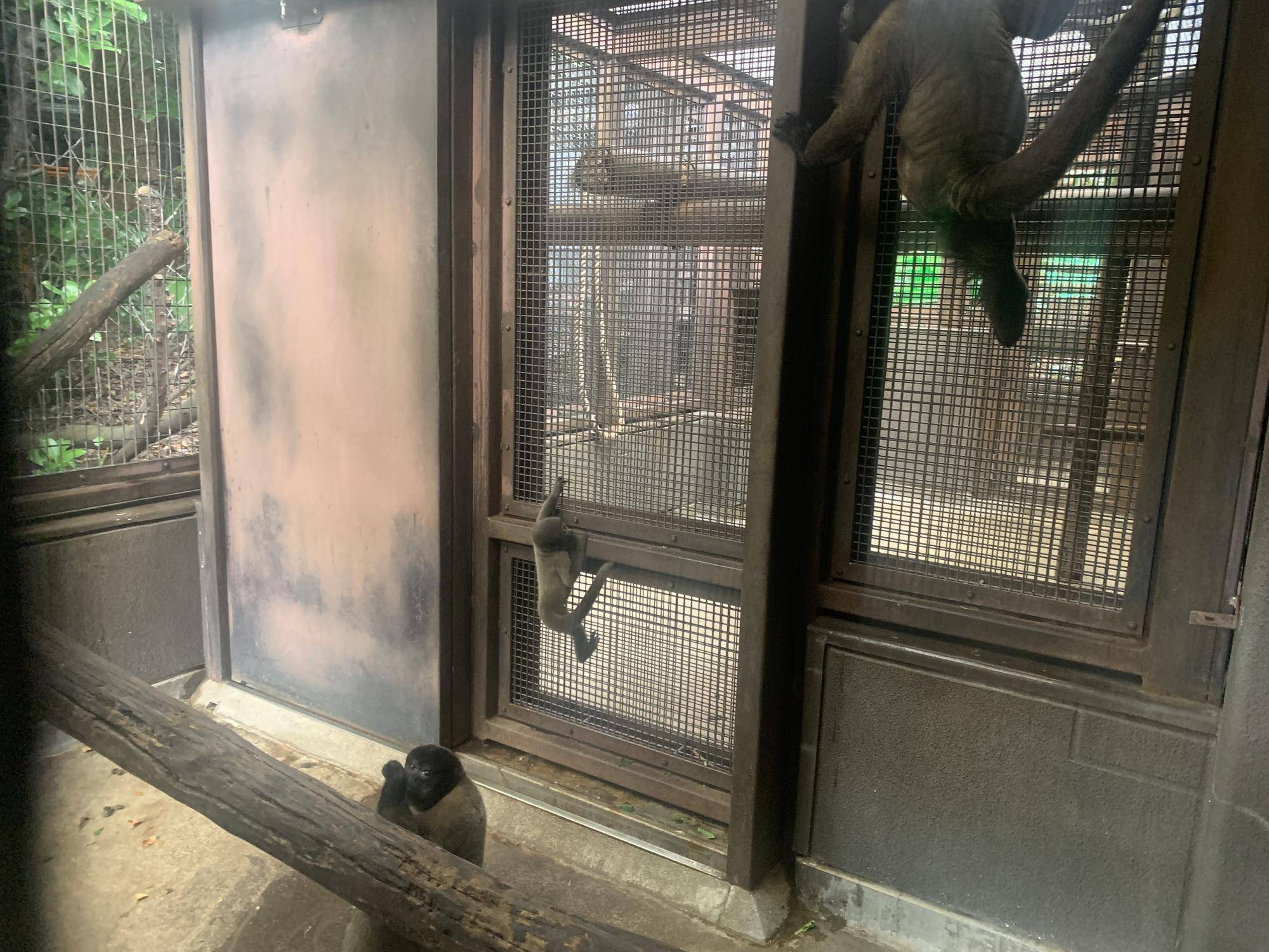 ウーリーモンキーの赤ちゃん成長記⑩２