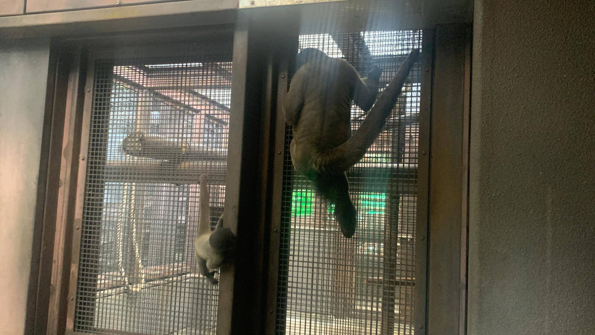 ウーリーモンキーの赤ちゃん成長記⑩４