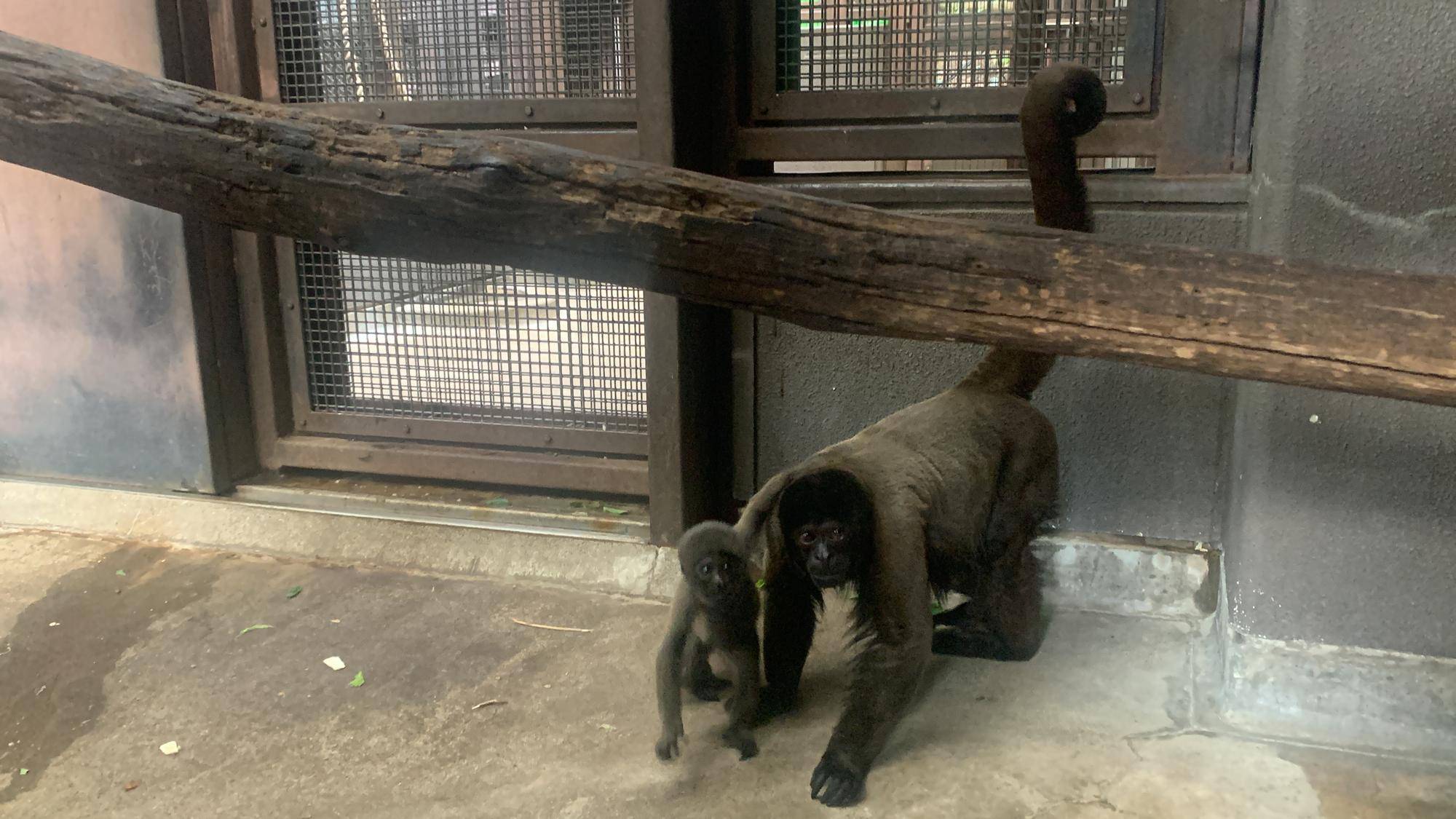 ウーリーモンキーの赤ちゃん成長記⑩６