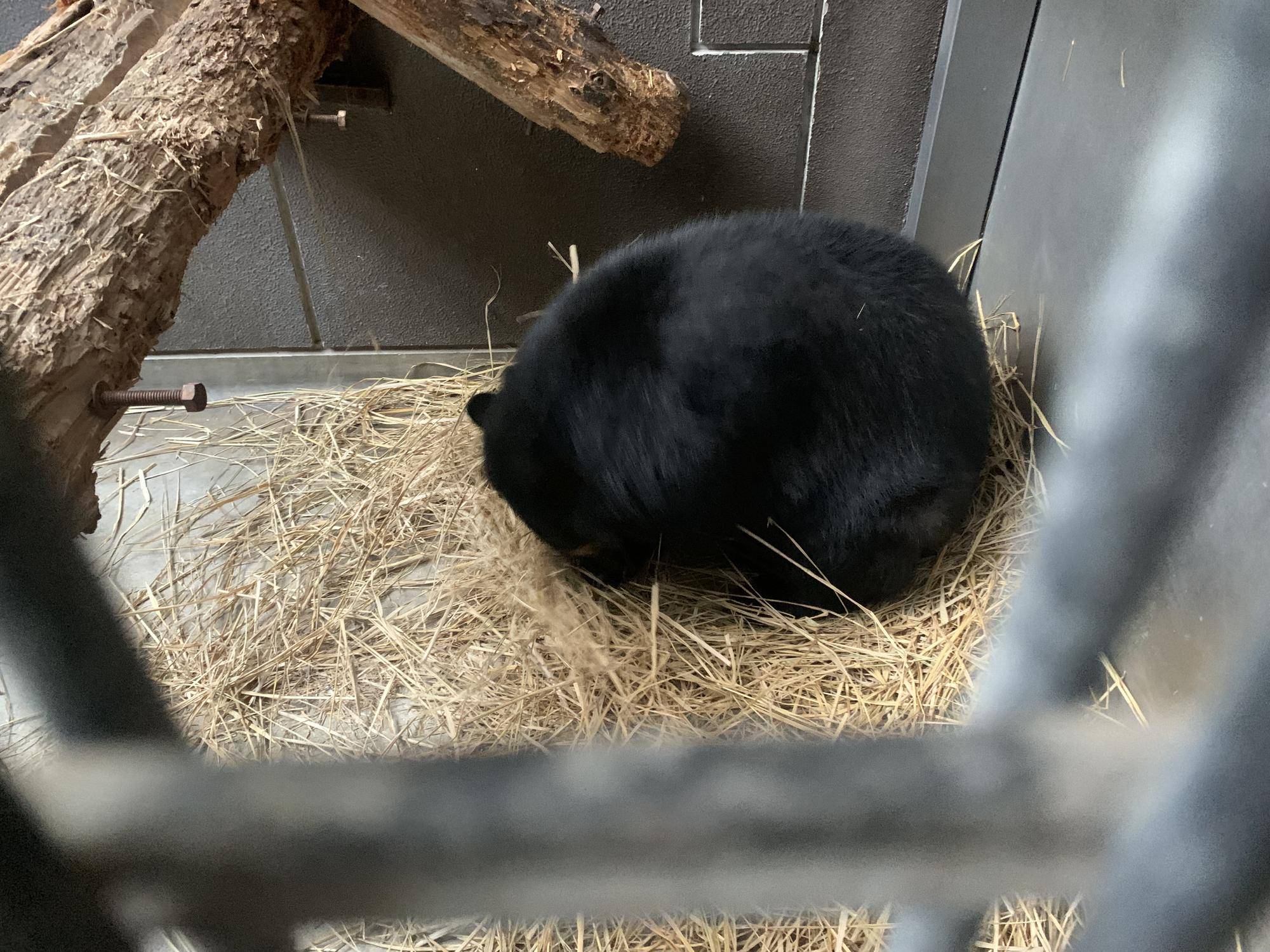 巣作りも得意２