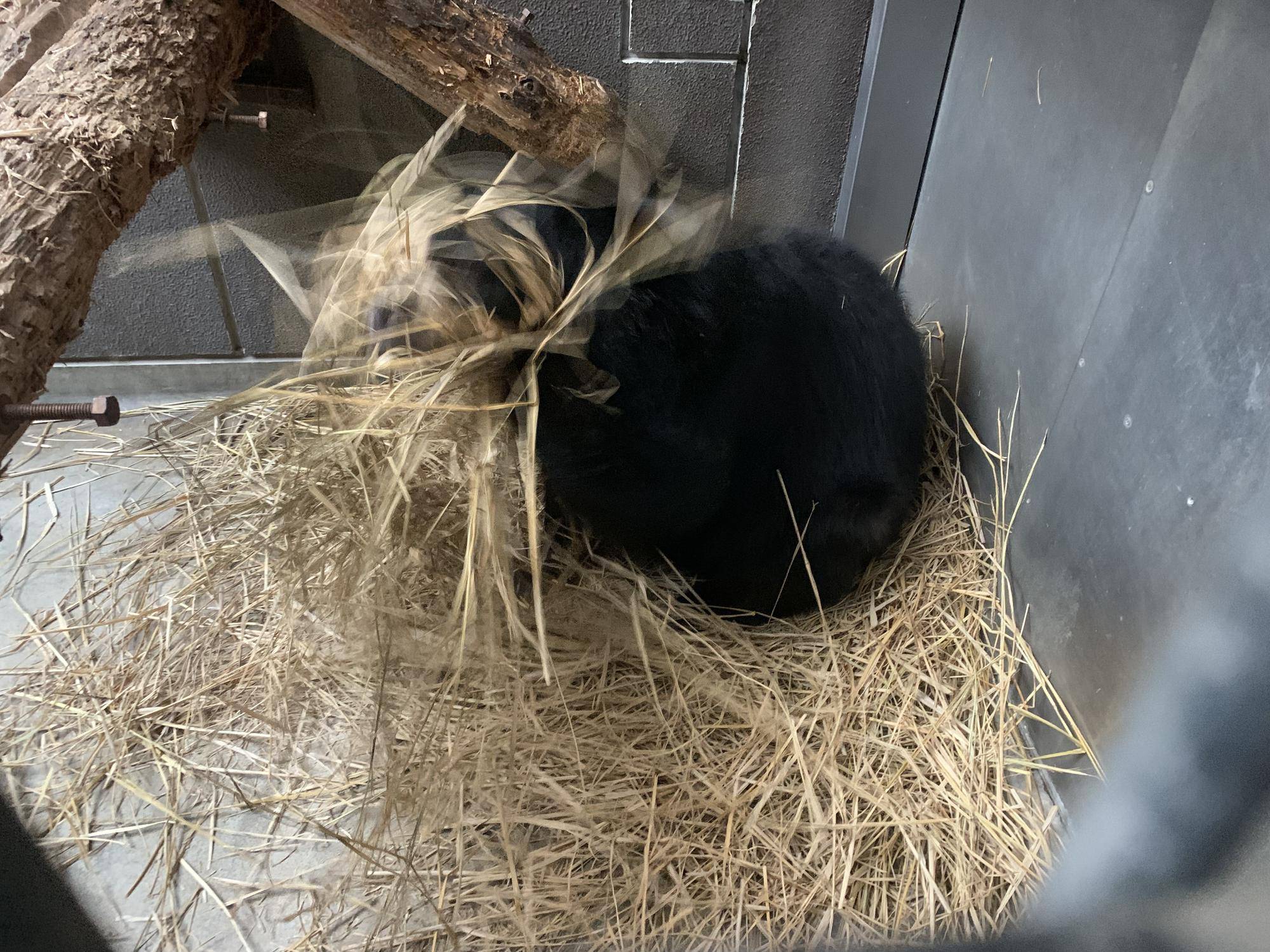 巣作りも得意３