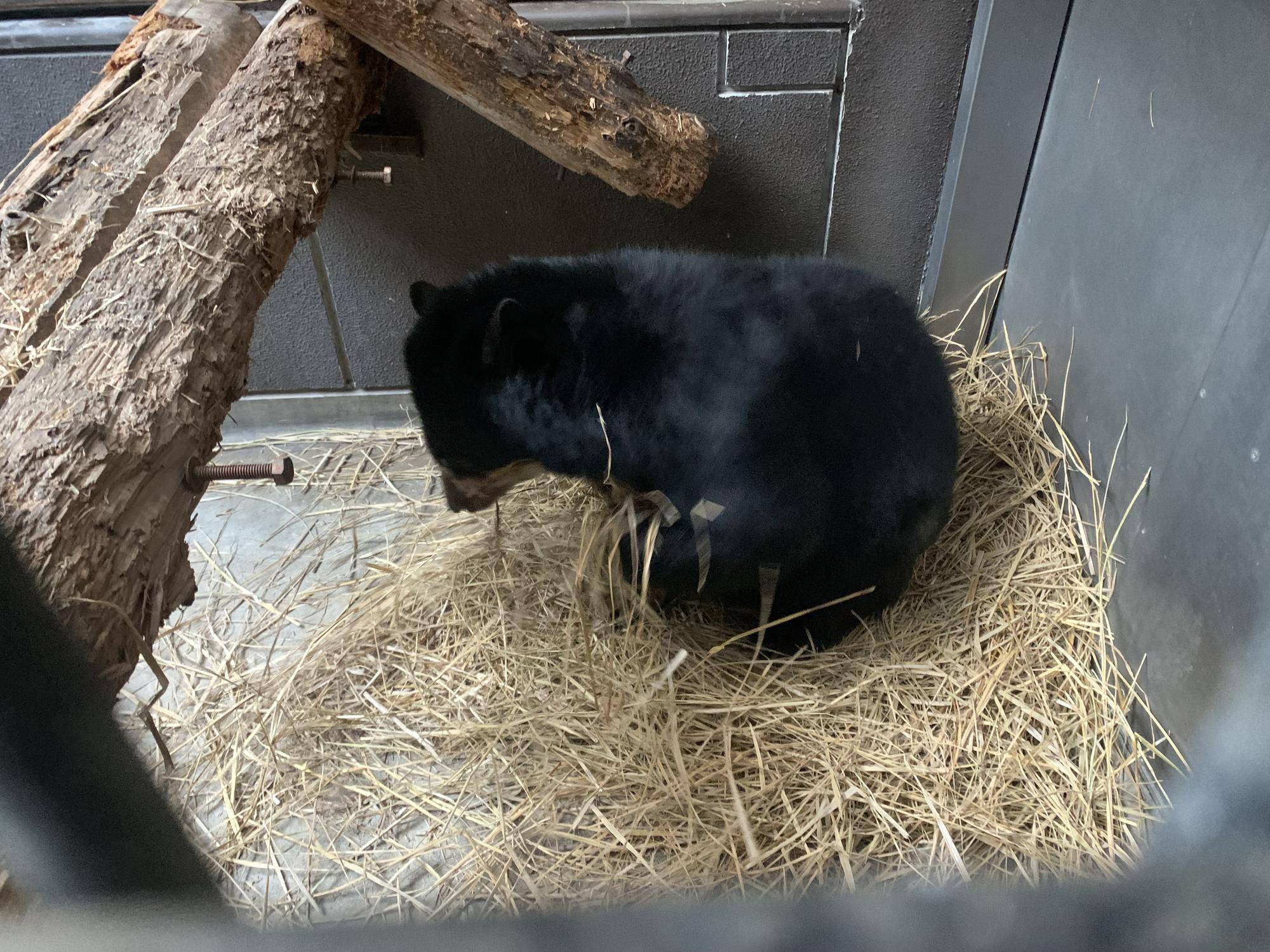 巣作りも得意４