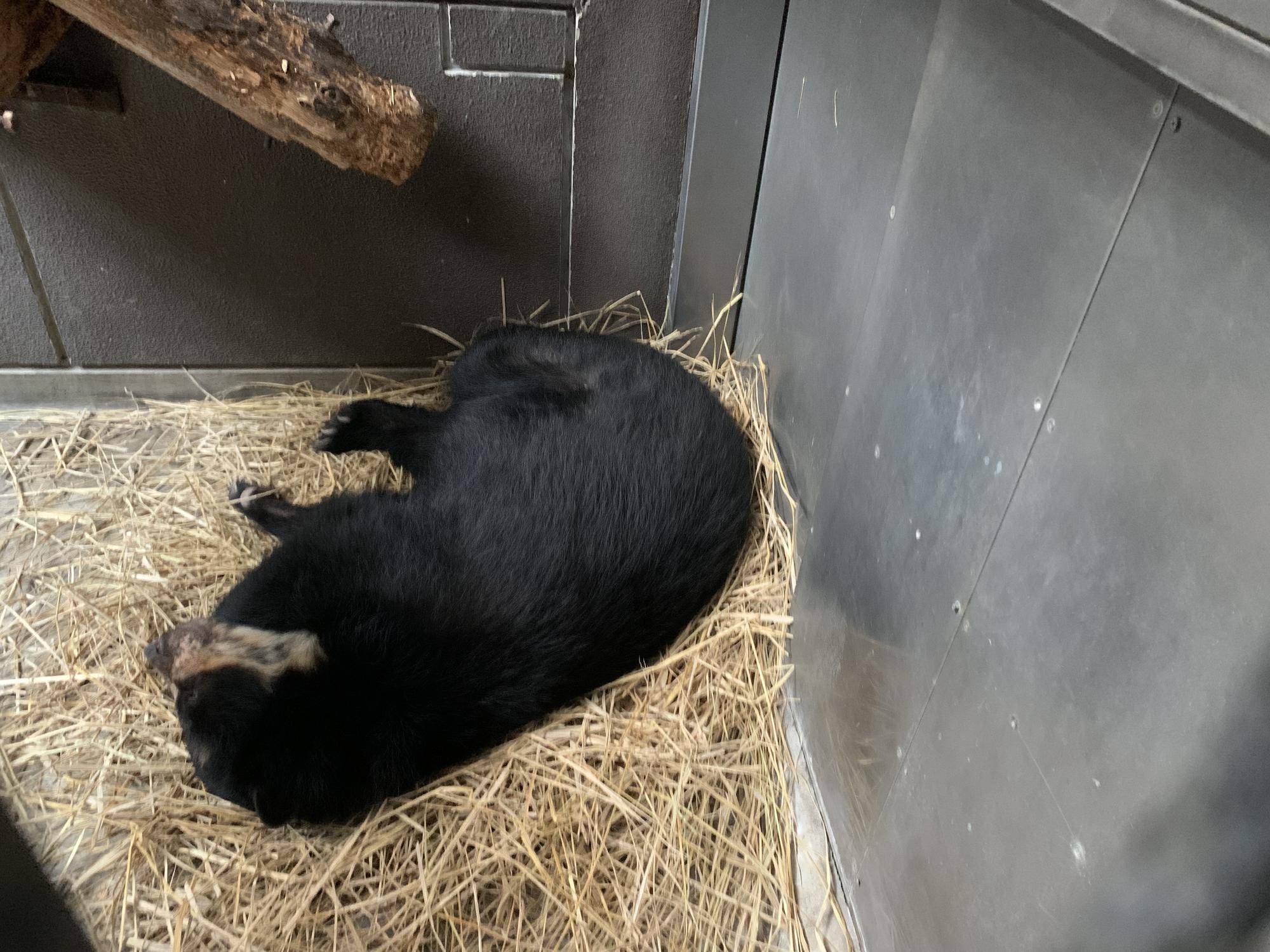 巣作りも得意６