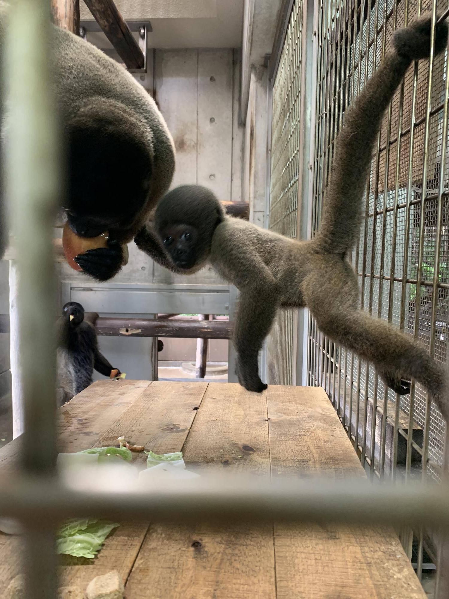 ウーリーモンキーの赤ちゃん成長記⑧④