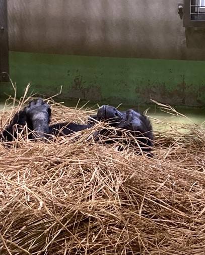 ワラの上で寝るチンパンジーのカズヤ(オス).jpg
