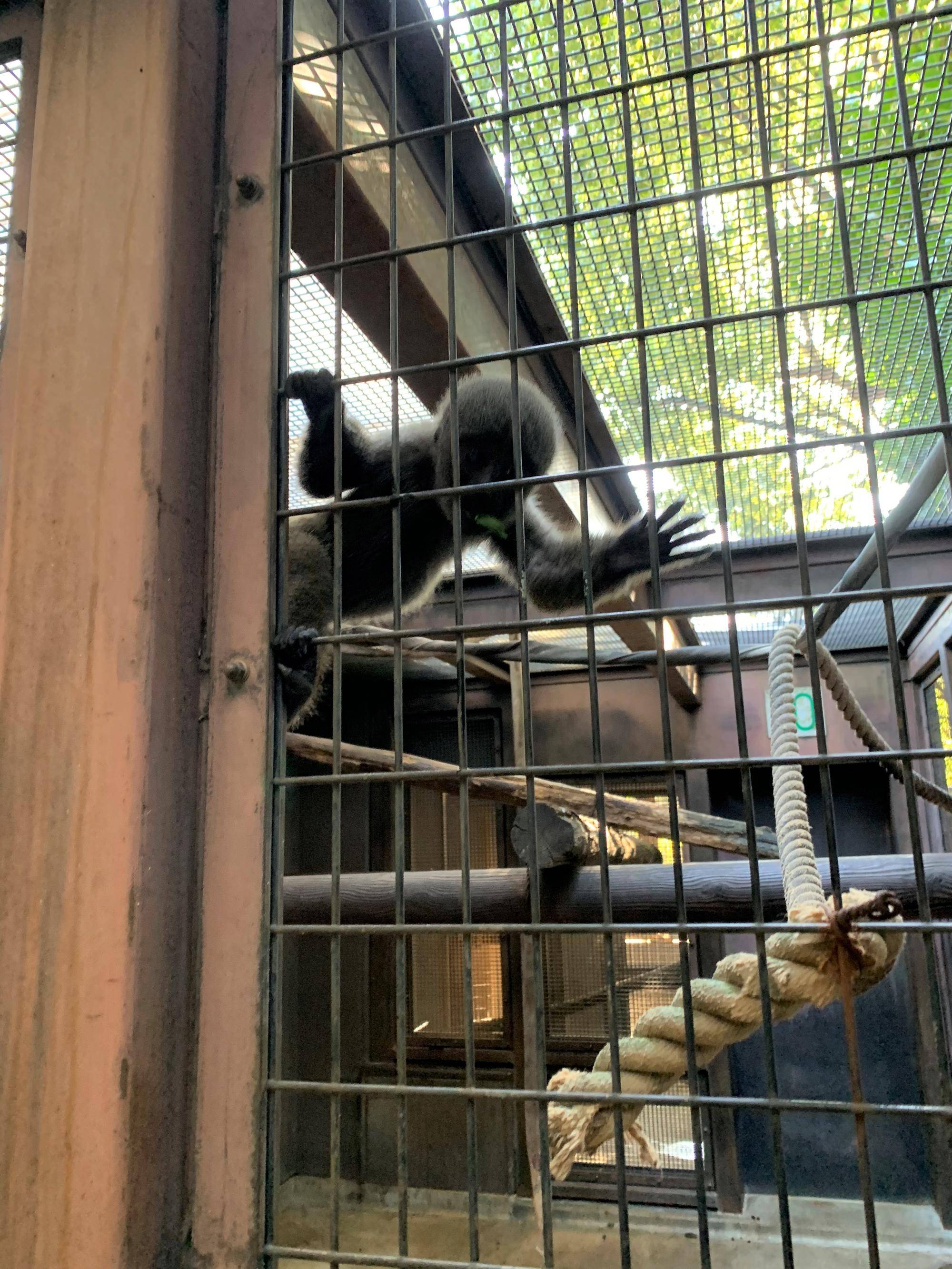 ウーリーモンキーの赤ちゃん成長記⑪２