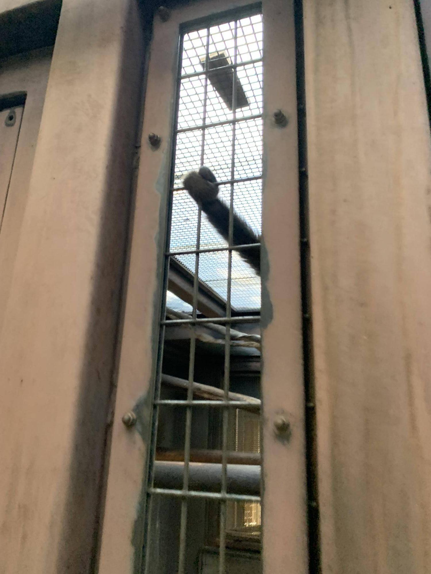 ウーリーモンキーの赤ちゃん成長記⑪５