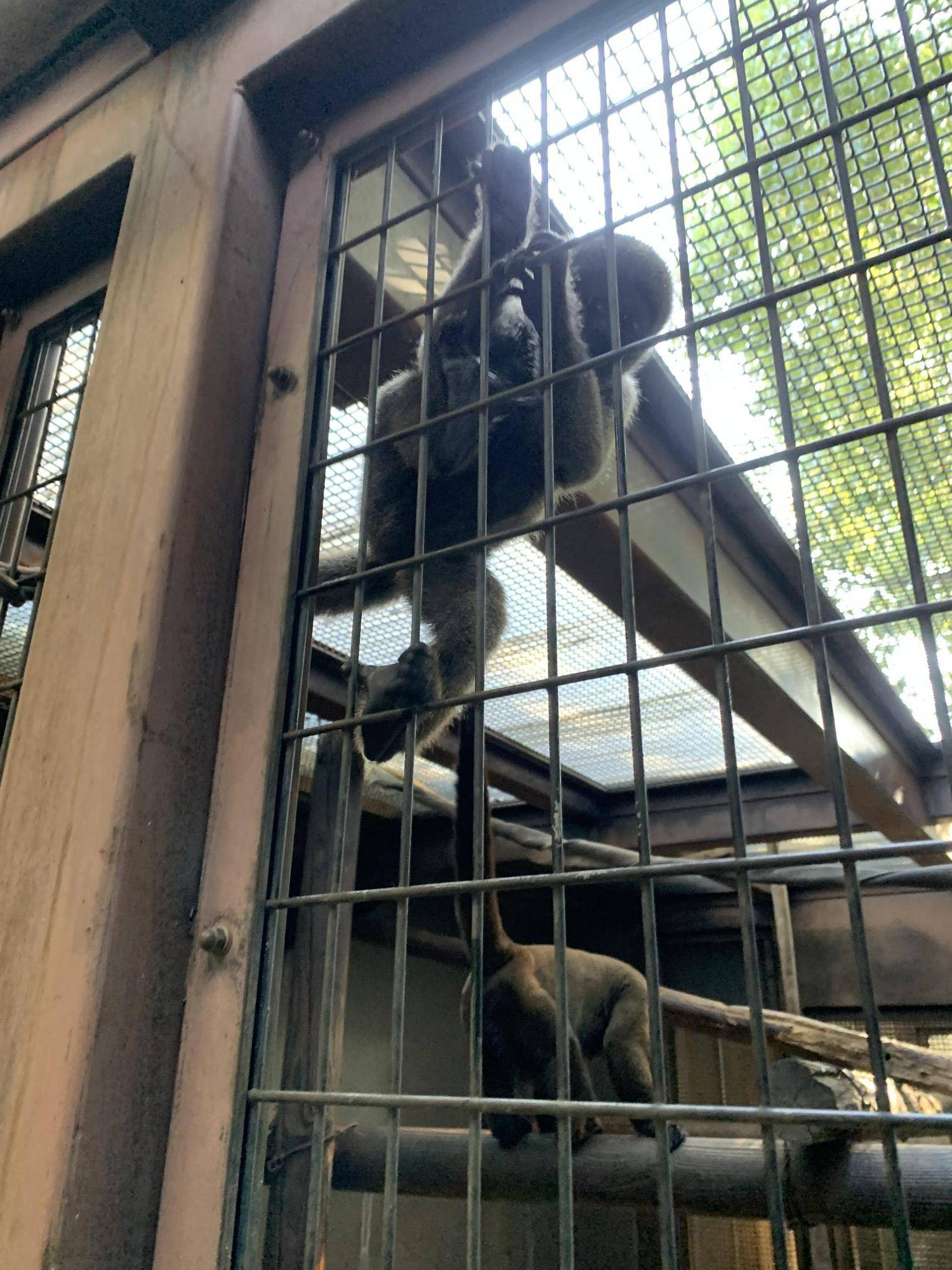 ウーリーモンキーの赤ちゃん成長記⑪３