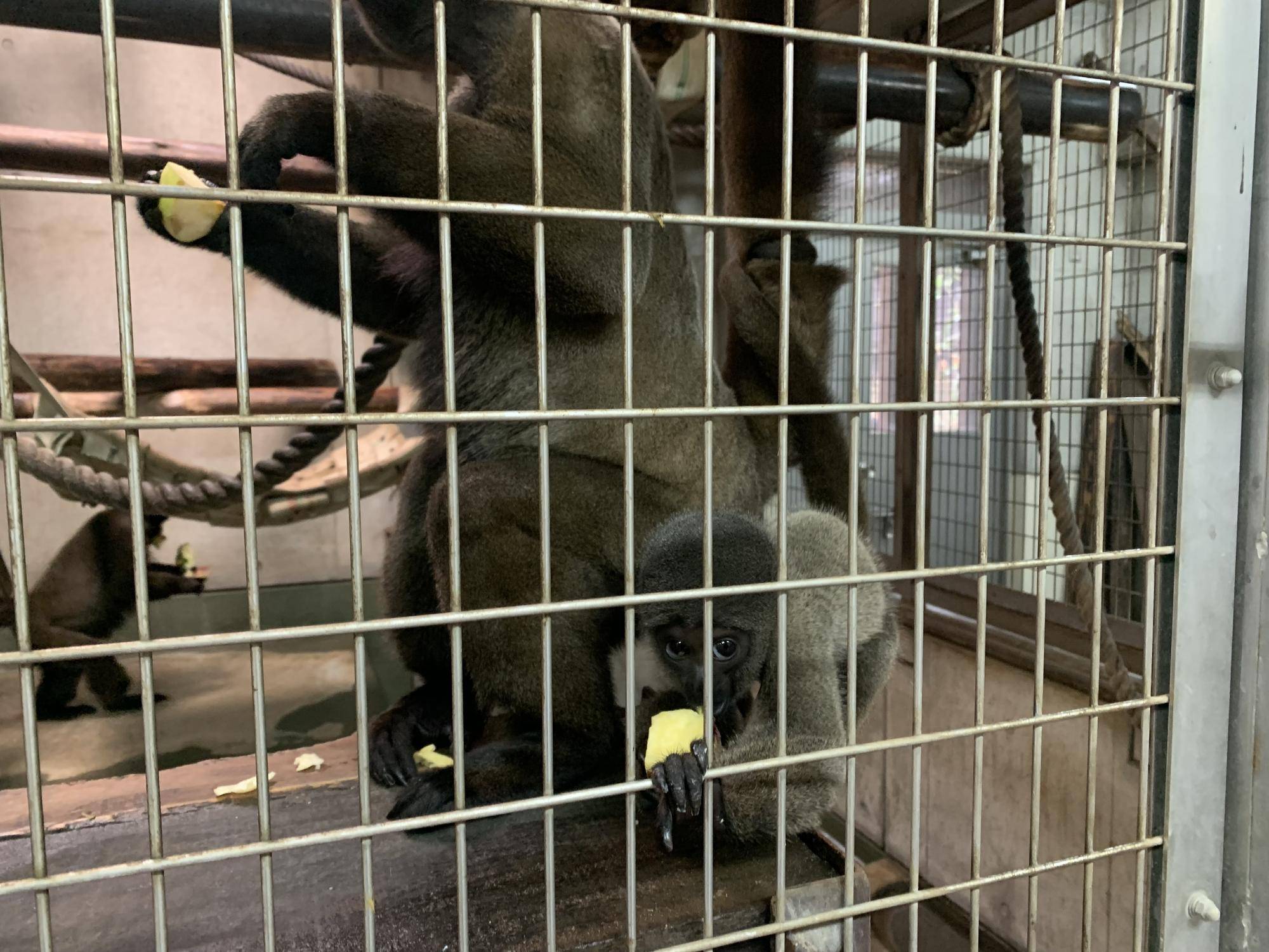 ウーリーモンキーの赤ちゃん成長記⑫1