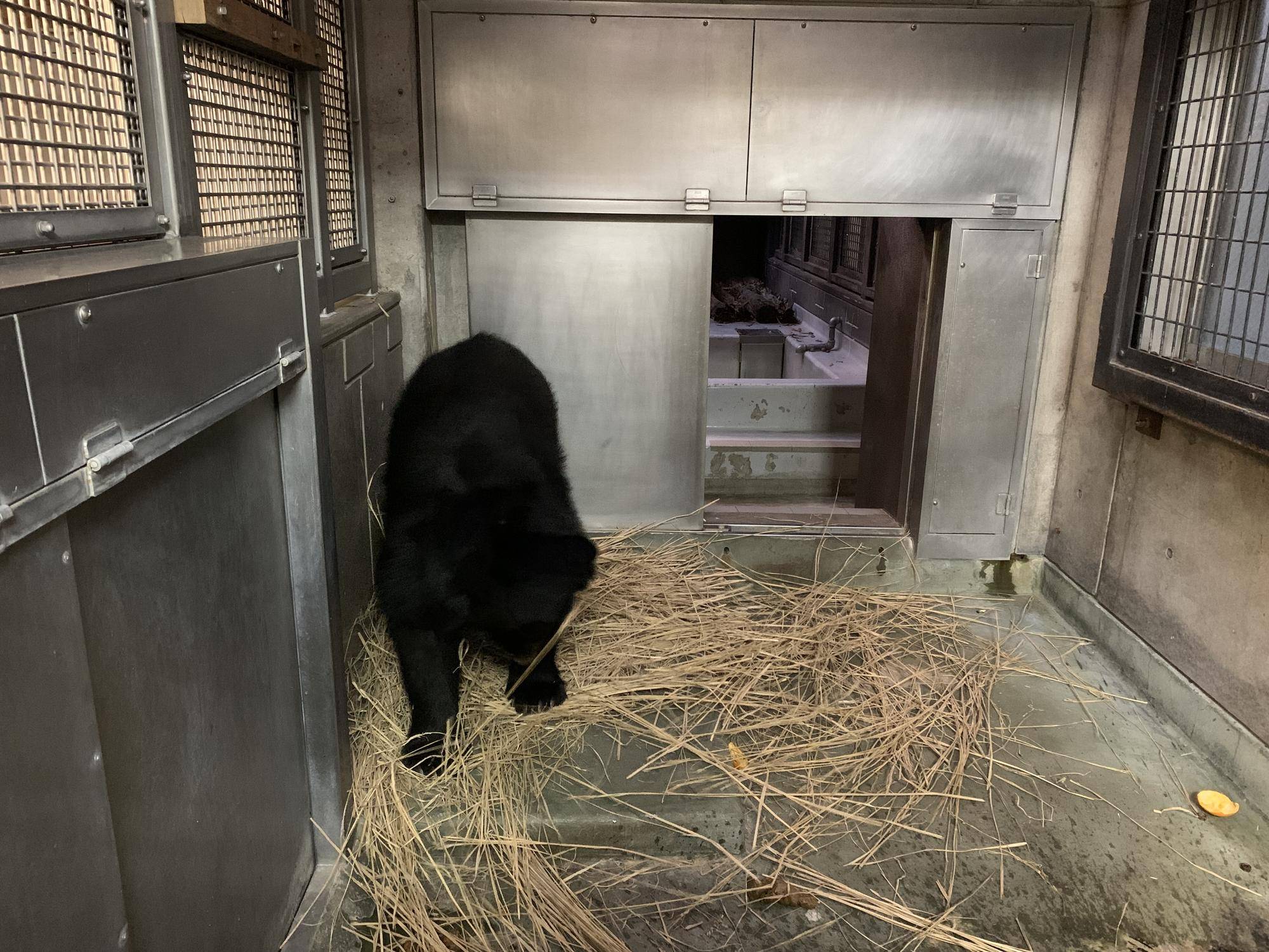 巣作りも得意（ルイス編）３