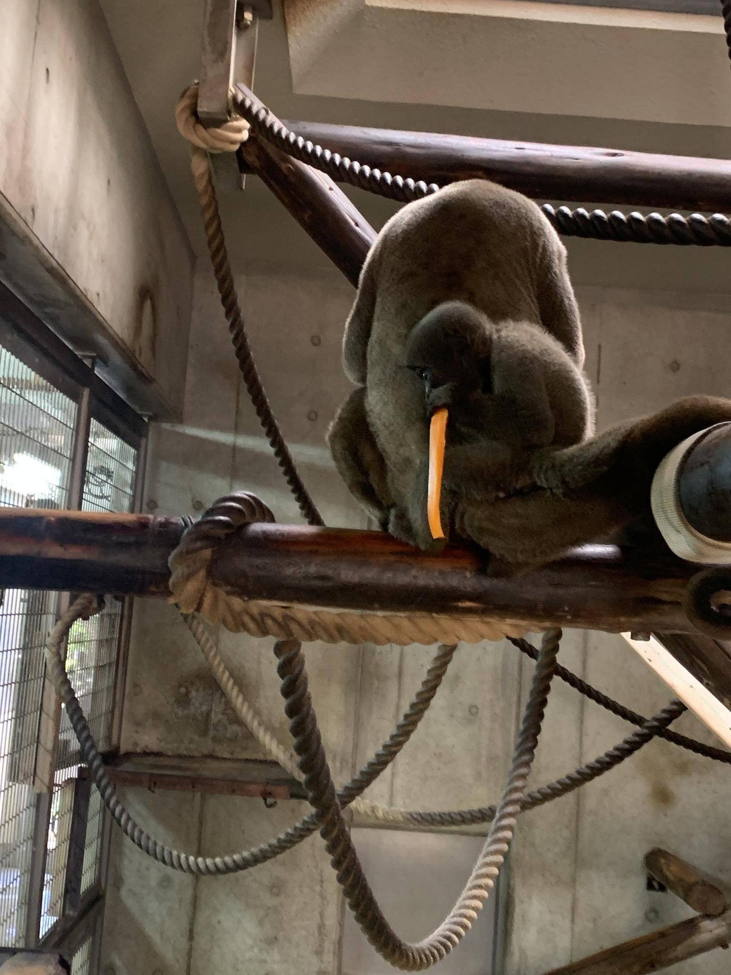 ウーリーモンキーの赤ちゃん成長記⑫ 2