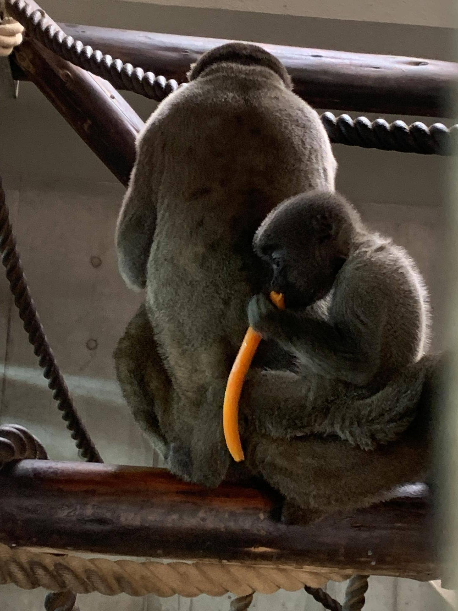 ウーリーモンキーの赤ちゃん成長記⑫3