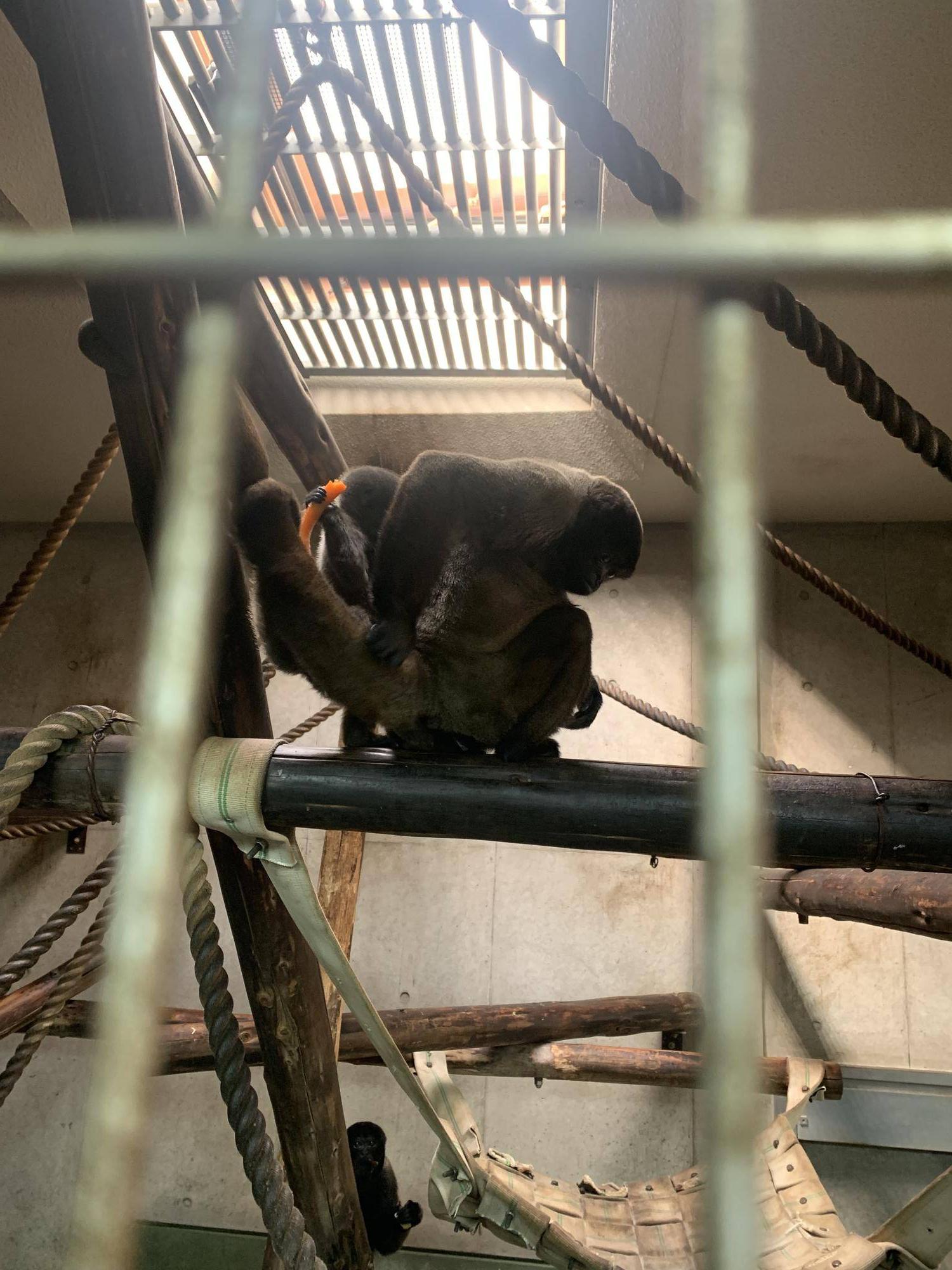 ウーリーモンキーの赤ちゃん成長記⑫4