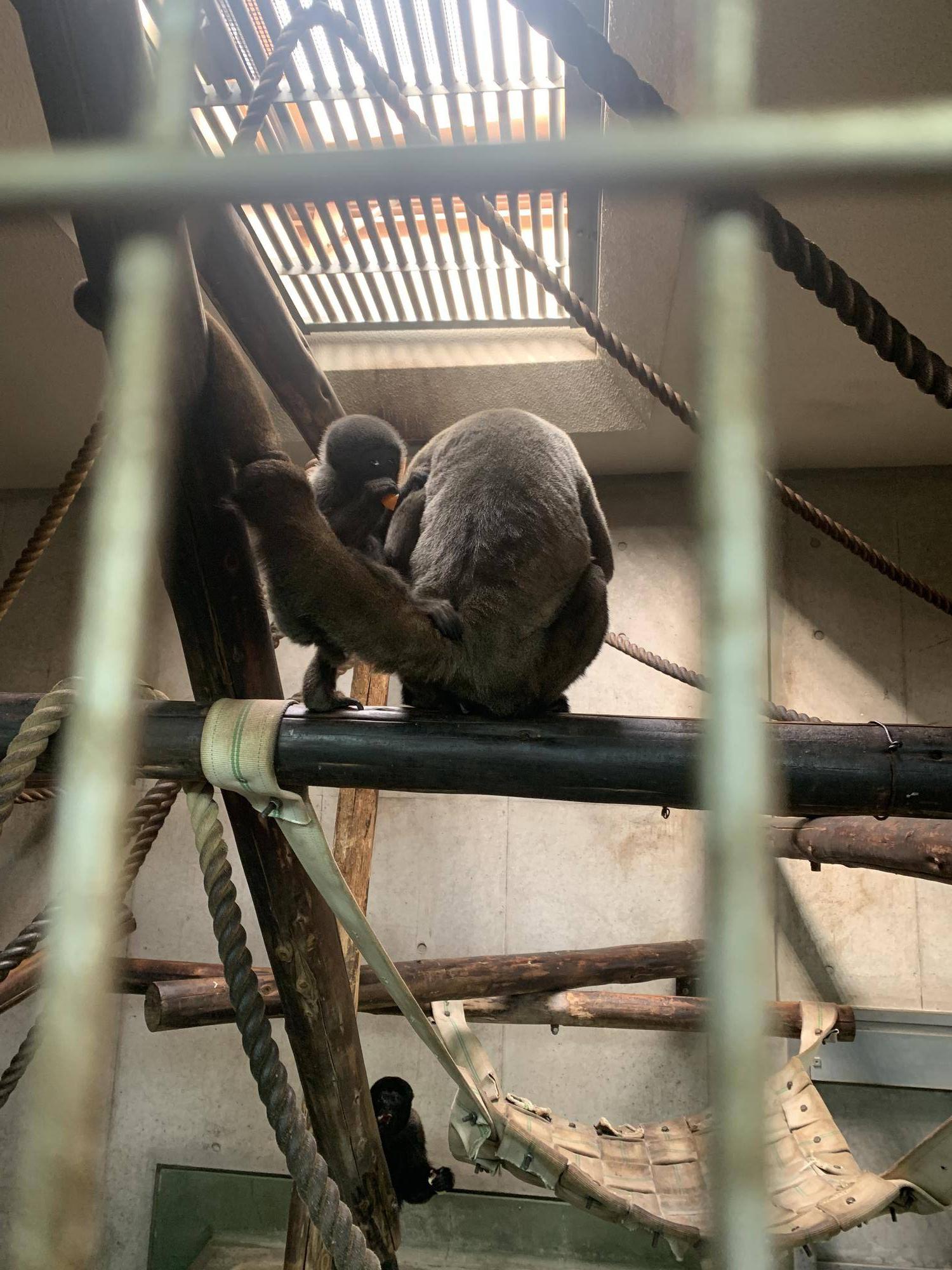 ウーリーモンキーの赤ちゃん成長記⑫ 5