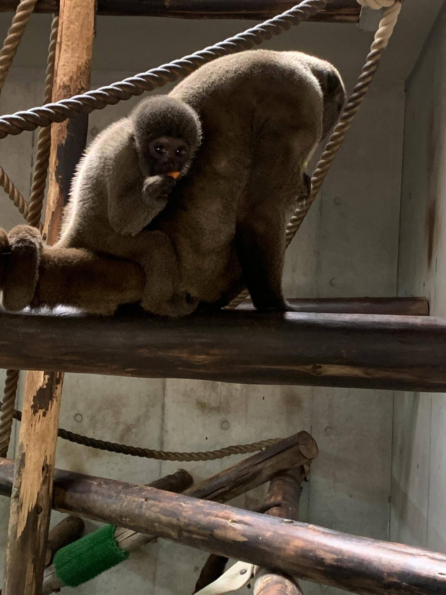 ウーリーモンキーの赤ちゃん成長記⑫ 6
