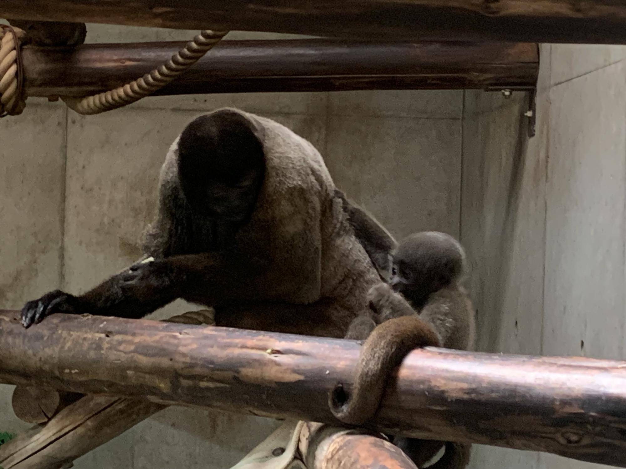 ウーリーモンキーの赤ちゃん成長記⑫7