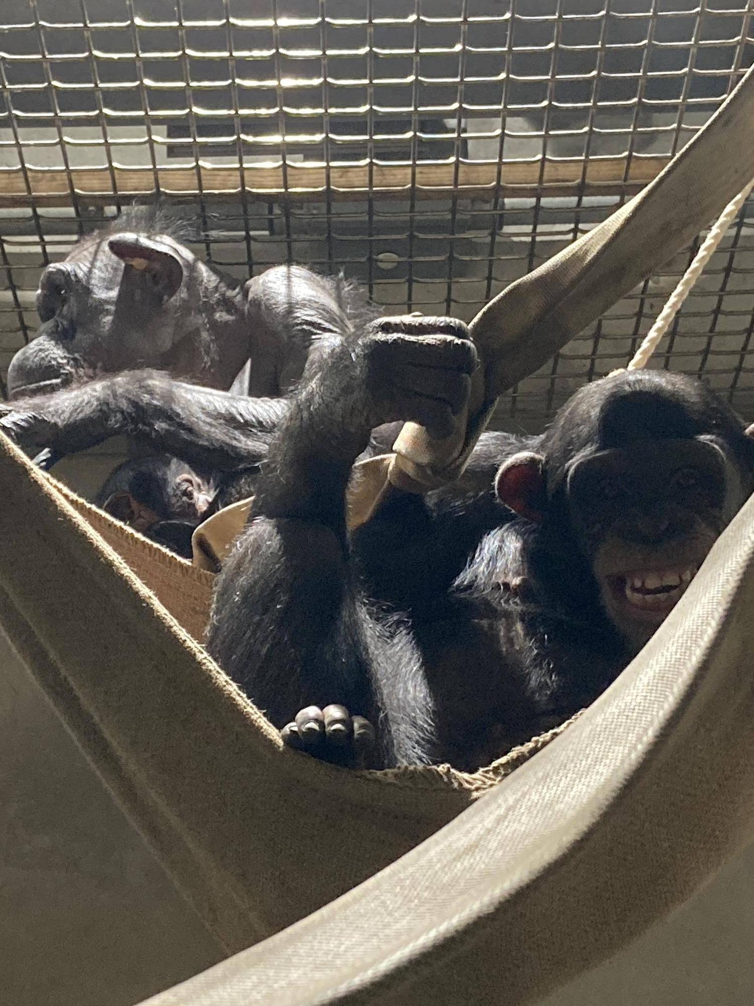 就寝前、ハンモックでくつろぐチンパンジーのサチコ(メス・左)とコサチ(サチコのお腹付近)とハル(メス・右).jpg