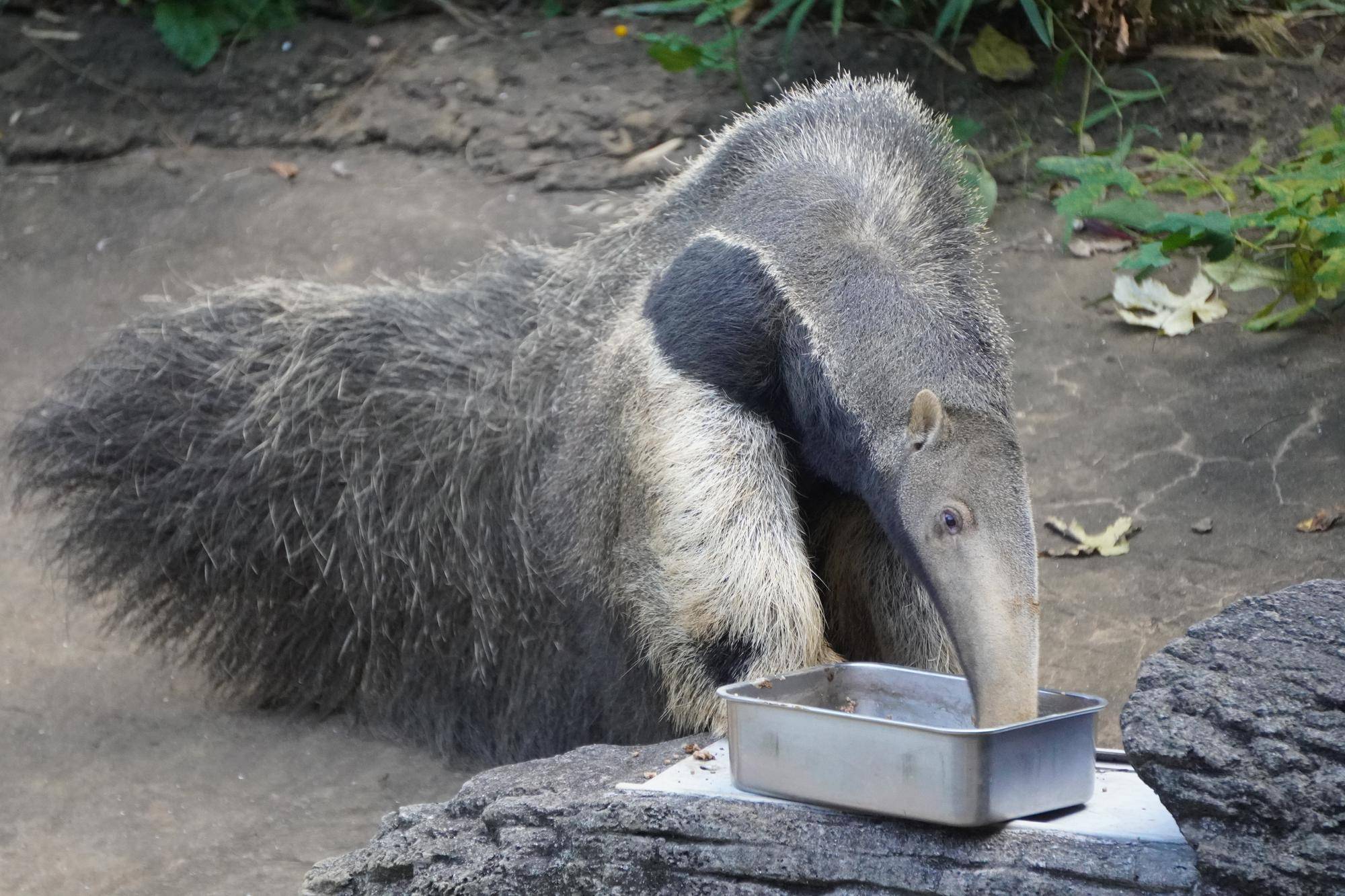 展示場で餌を食べているアモ２