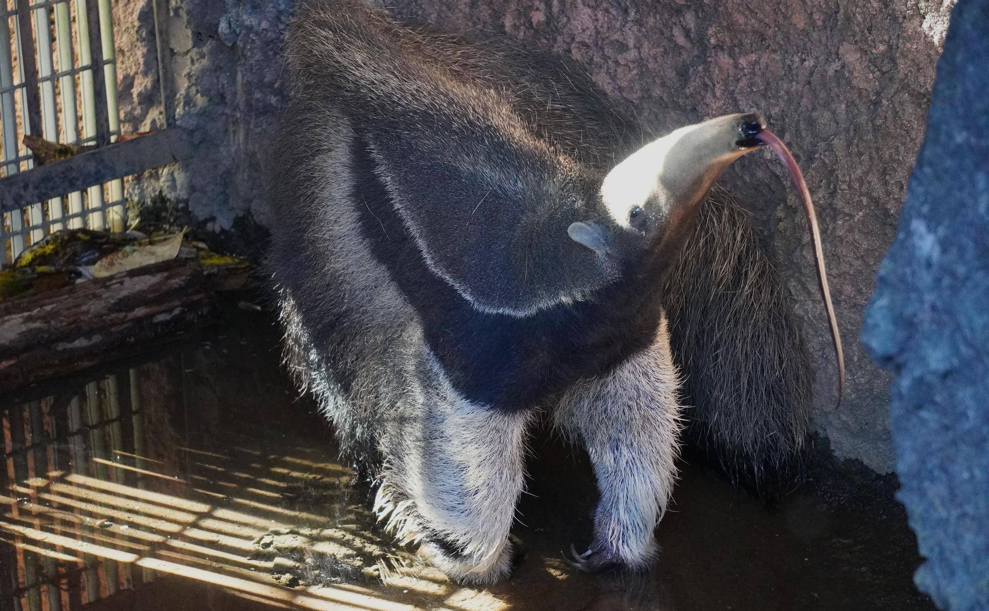 あくびするアモ