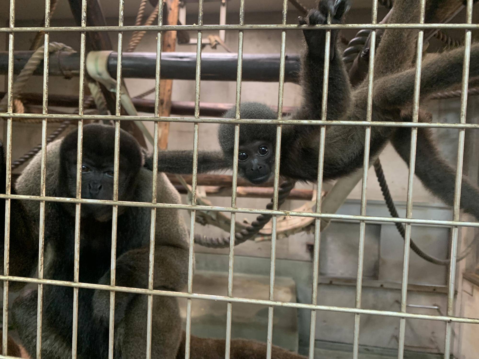 ウーリーモンキーの赤ちゃん成長記⑫１