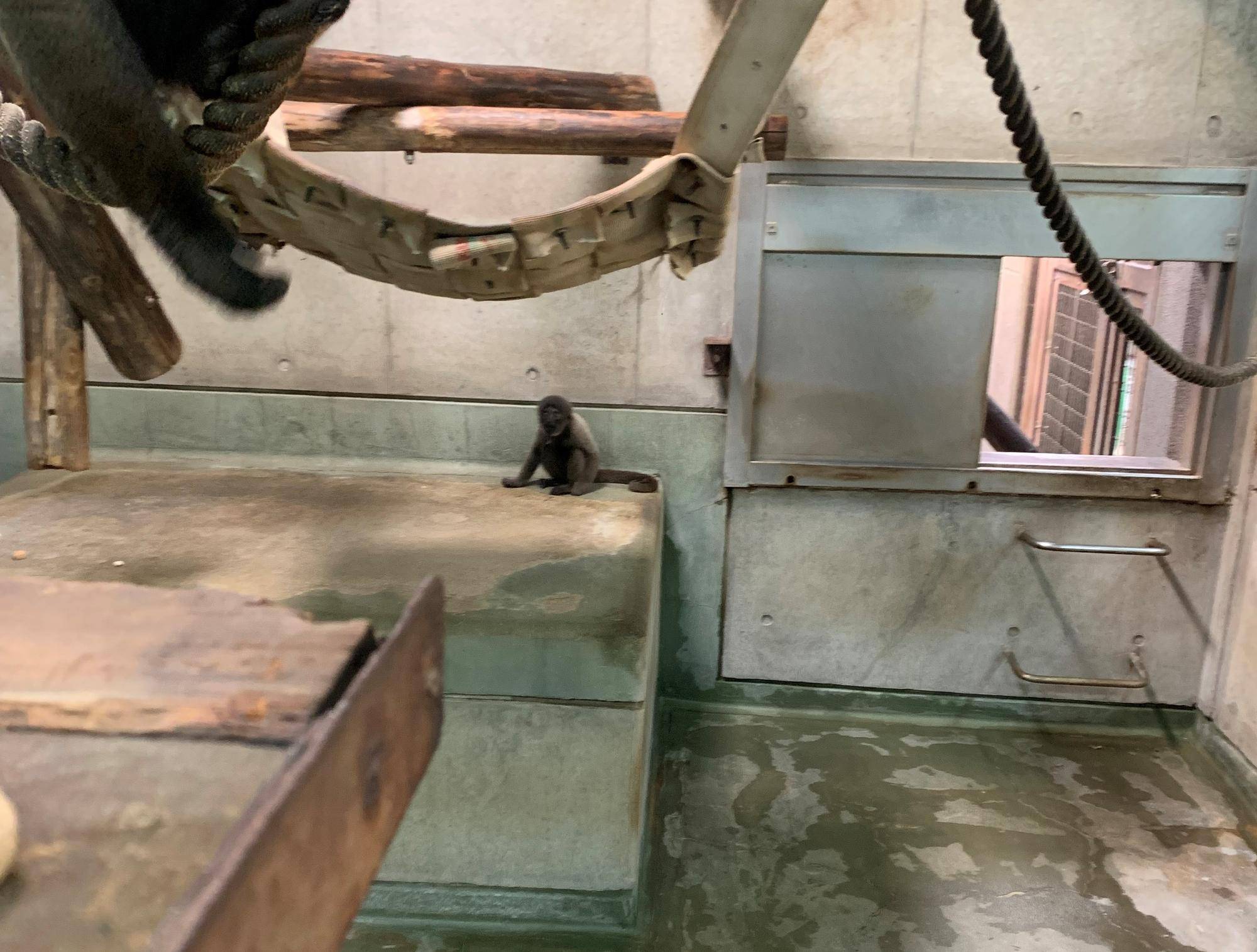 ウーリーモンキーの赤ちゃん成長記⑬2