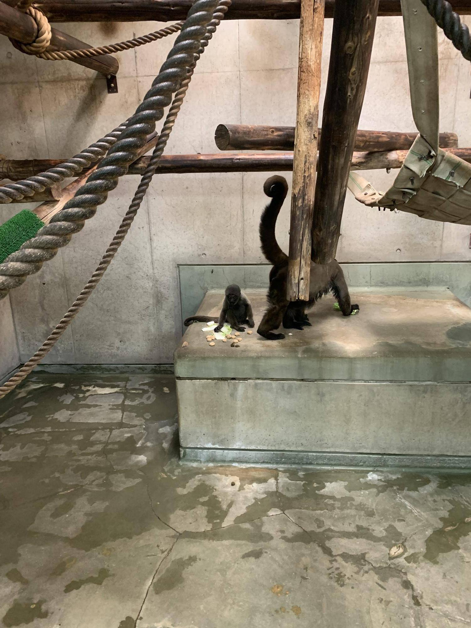 ウーリーモンキーの赤ちゃん成長記⑬３