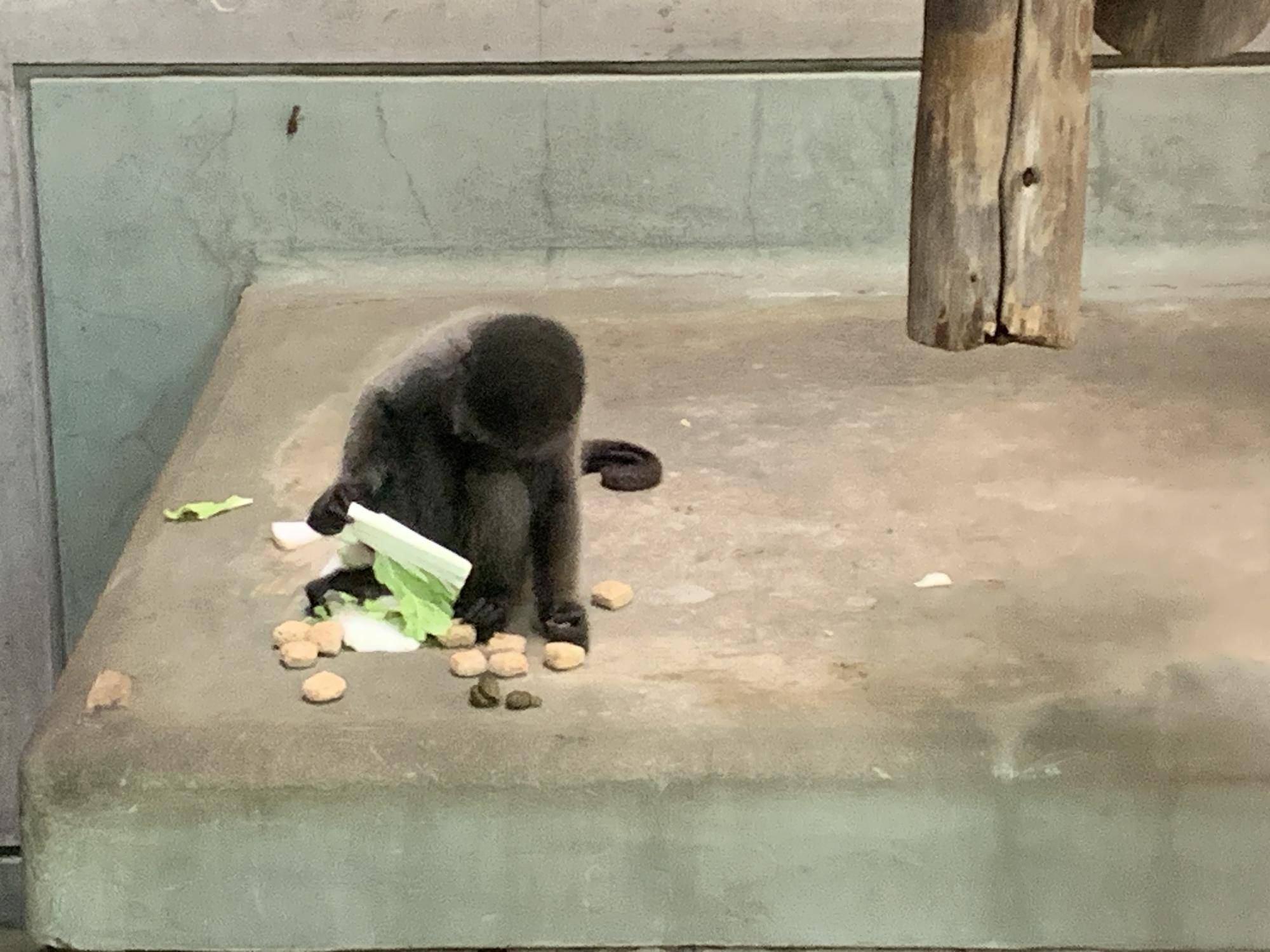 ウーリーモンキーの赤ちゃん成長記⑬４