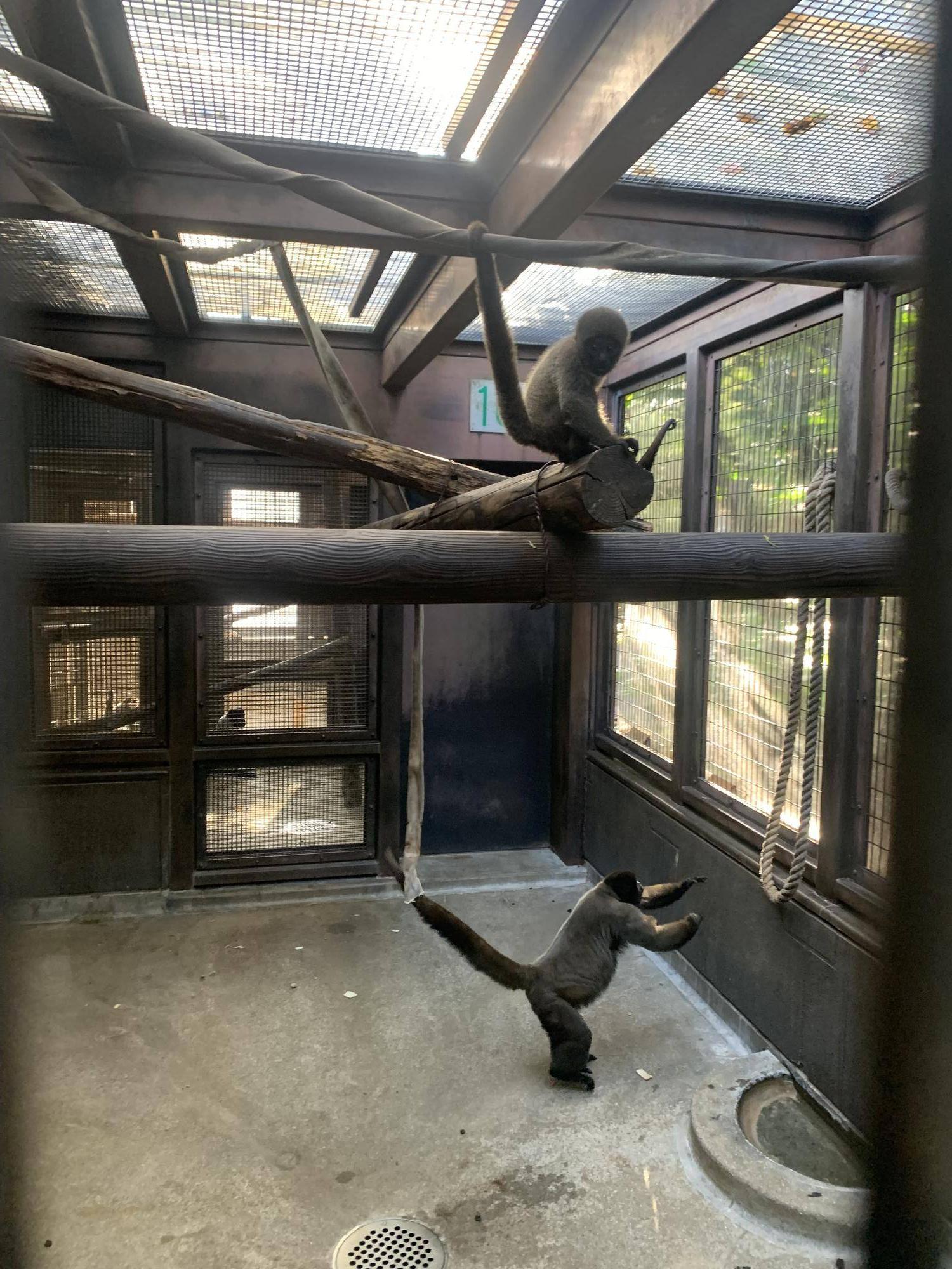 ウーリーモンキーの赤ちゃん成長記⑬５