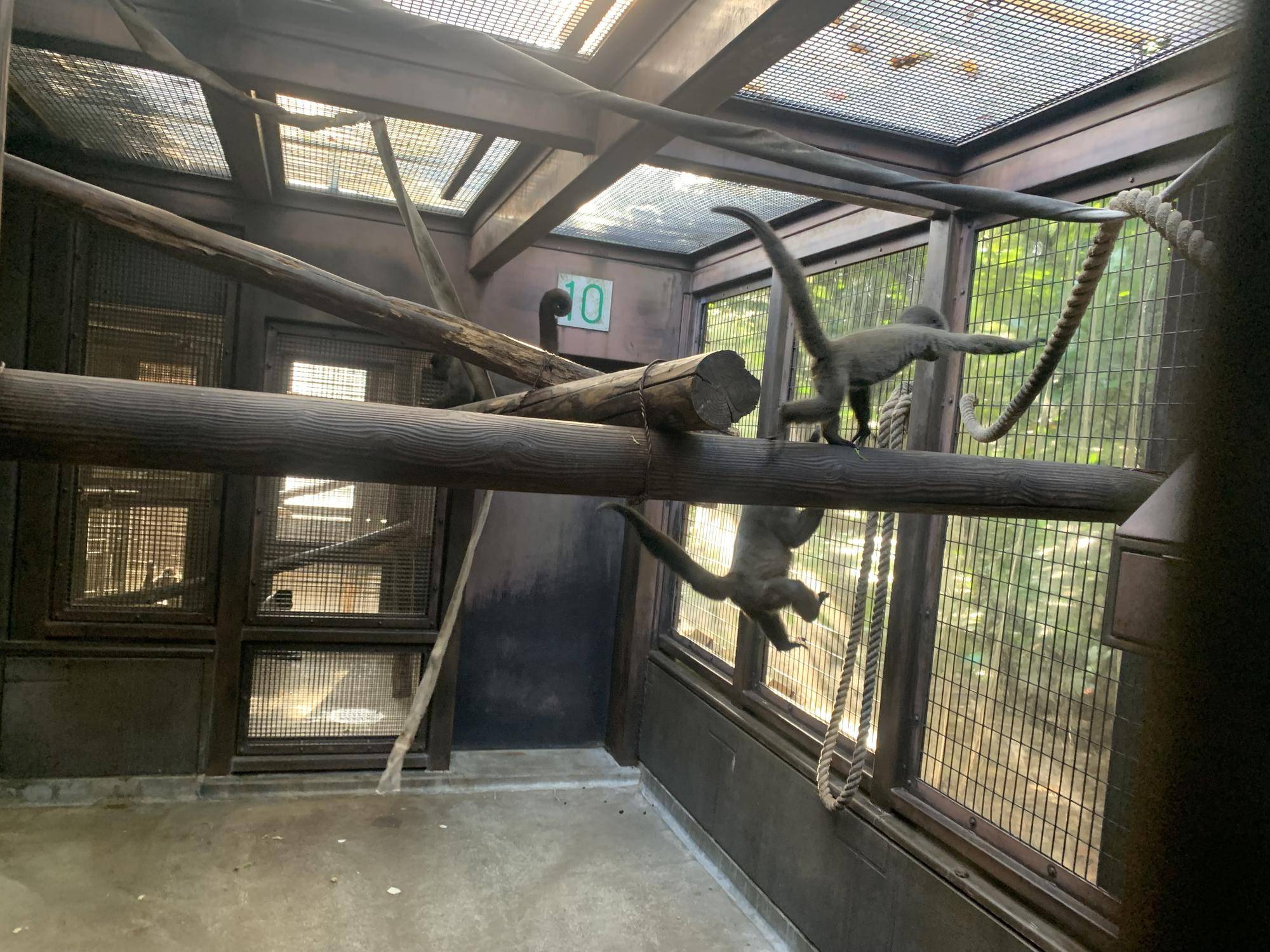 ウーリーモンキーの赤ちゃん成長記⑬６