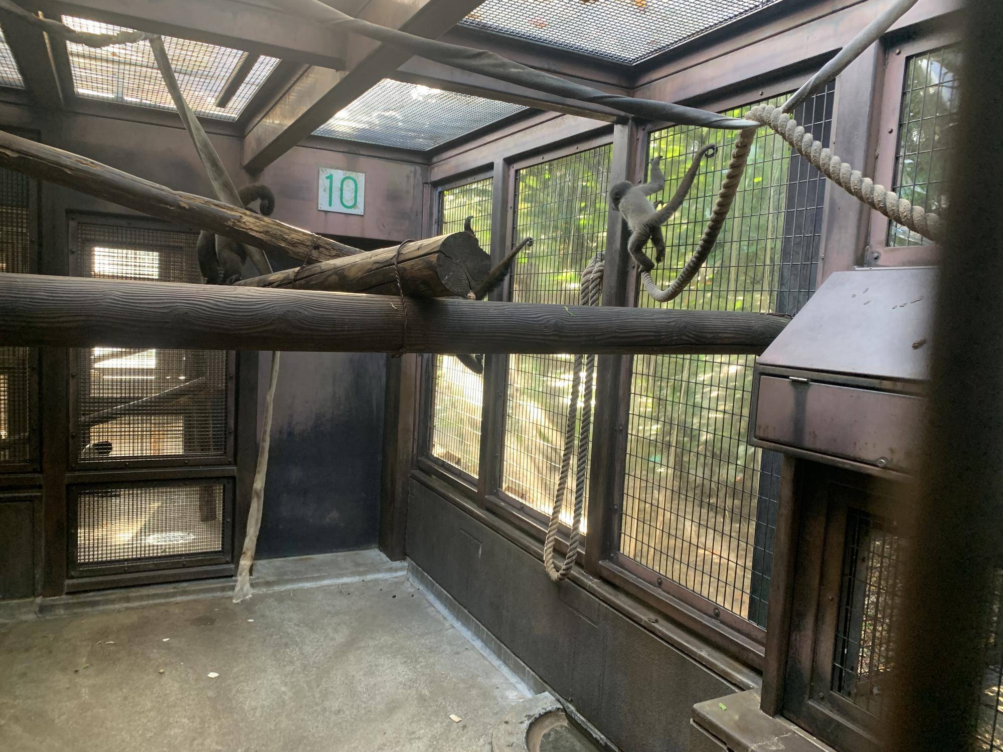 ウーリーモンキーの赤ちゃん成長記⑬７