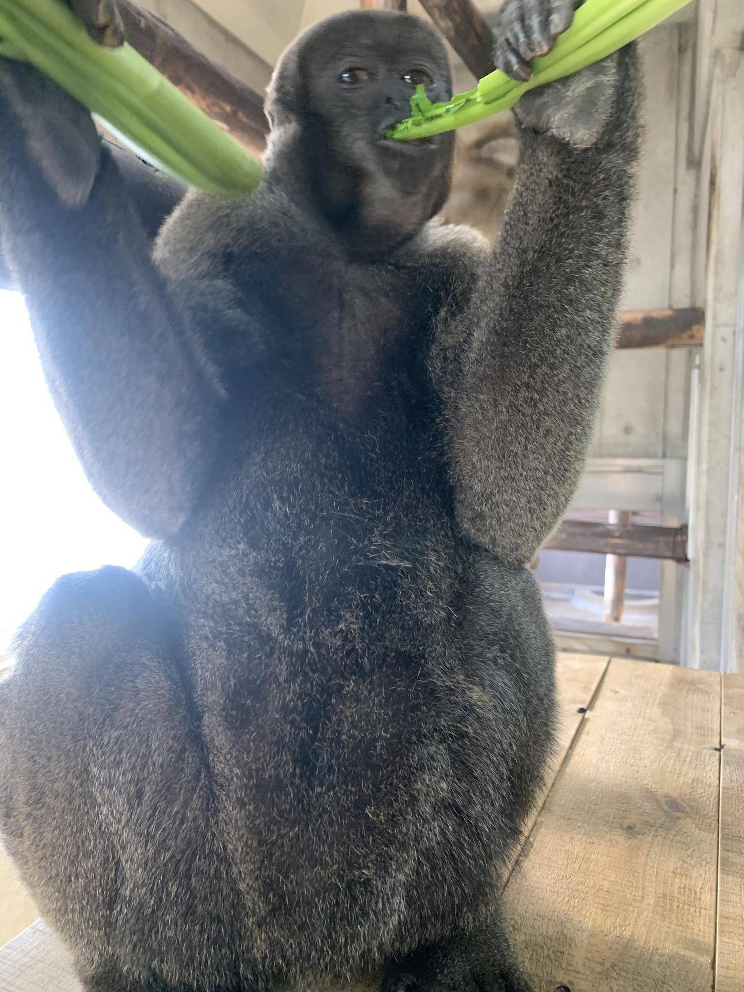 ムッシュJrとウリの様子２