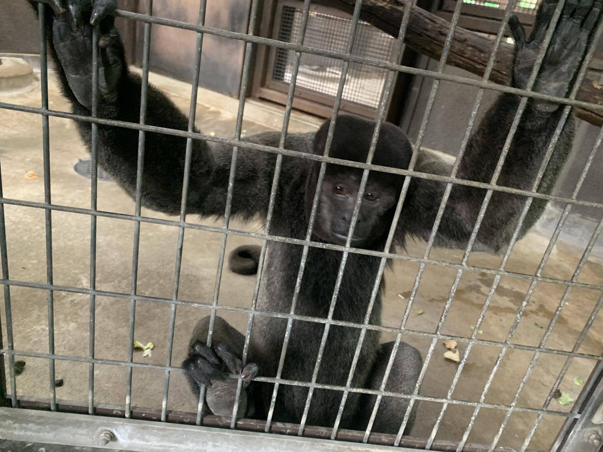 ムッシュJrとウリの様子３