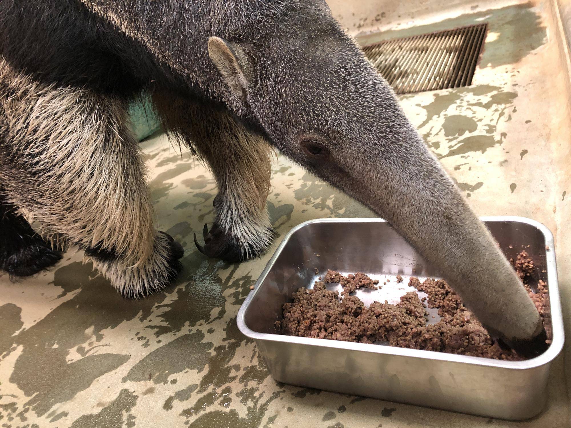 餌を食べているアモ　