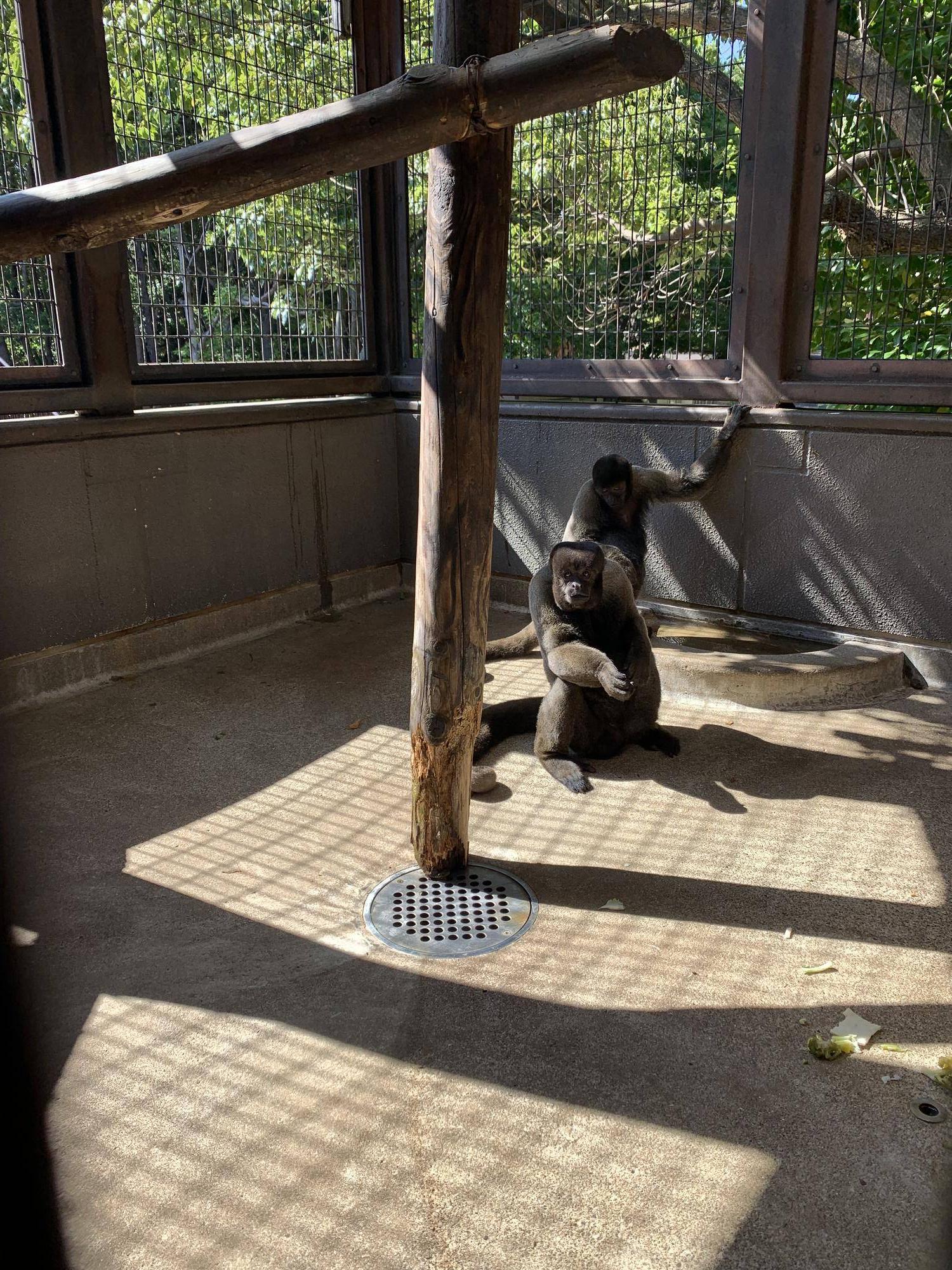 ムッシュJrとウリの様子４