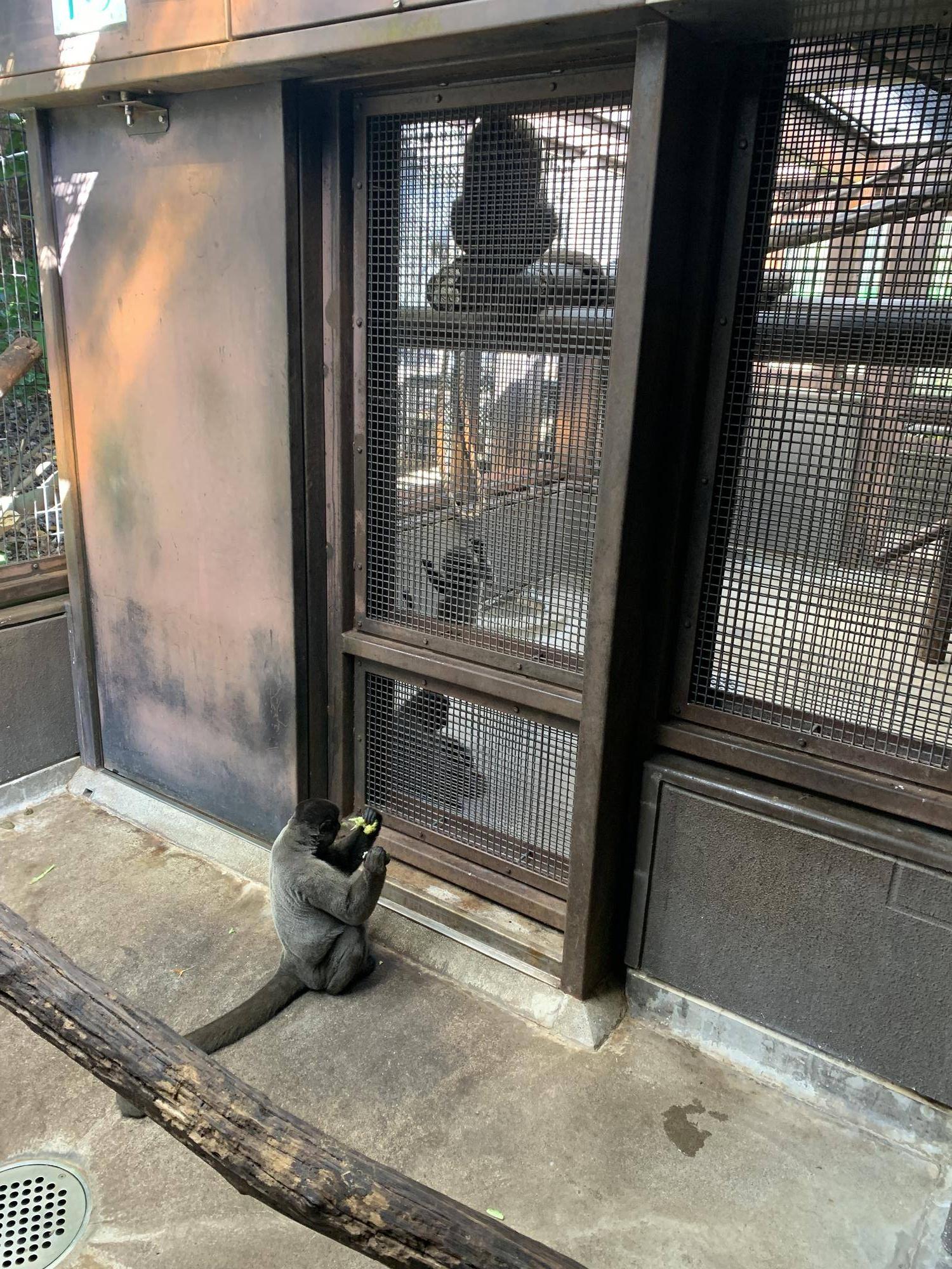 ムッシュJrとウリの様子5