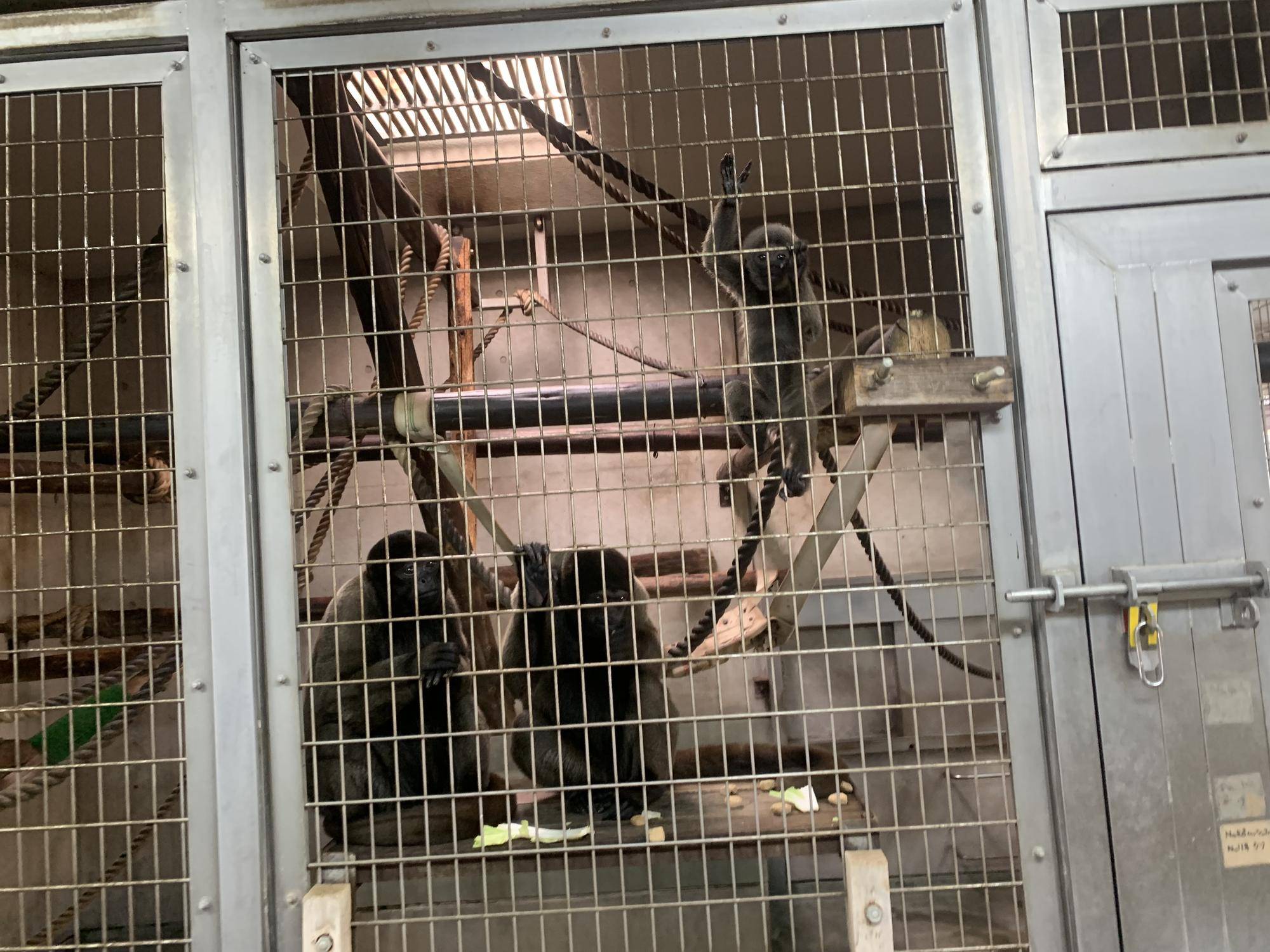 ウーリーモンキーの展示のお知らせ４