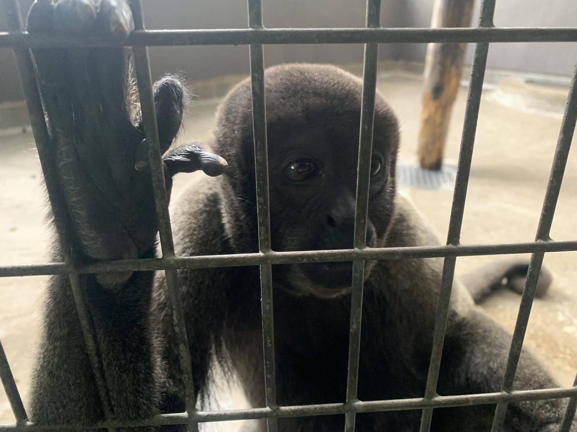 ウーリーモンキーの展示のお知らせ３