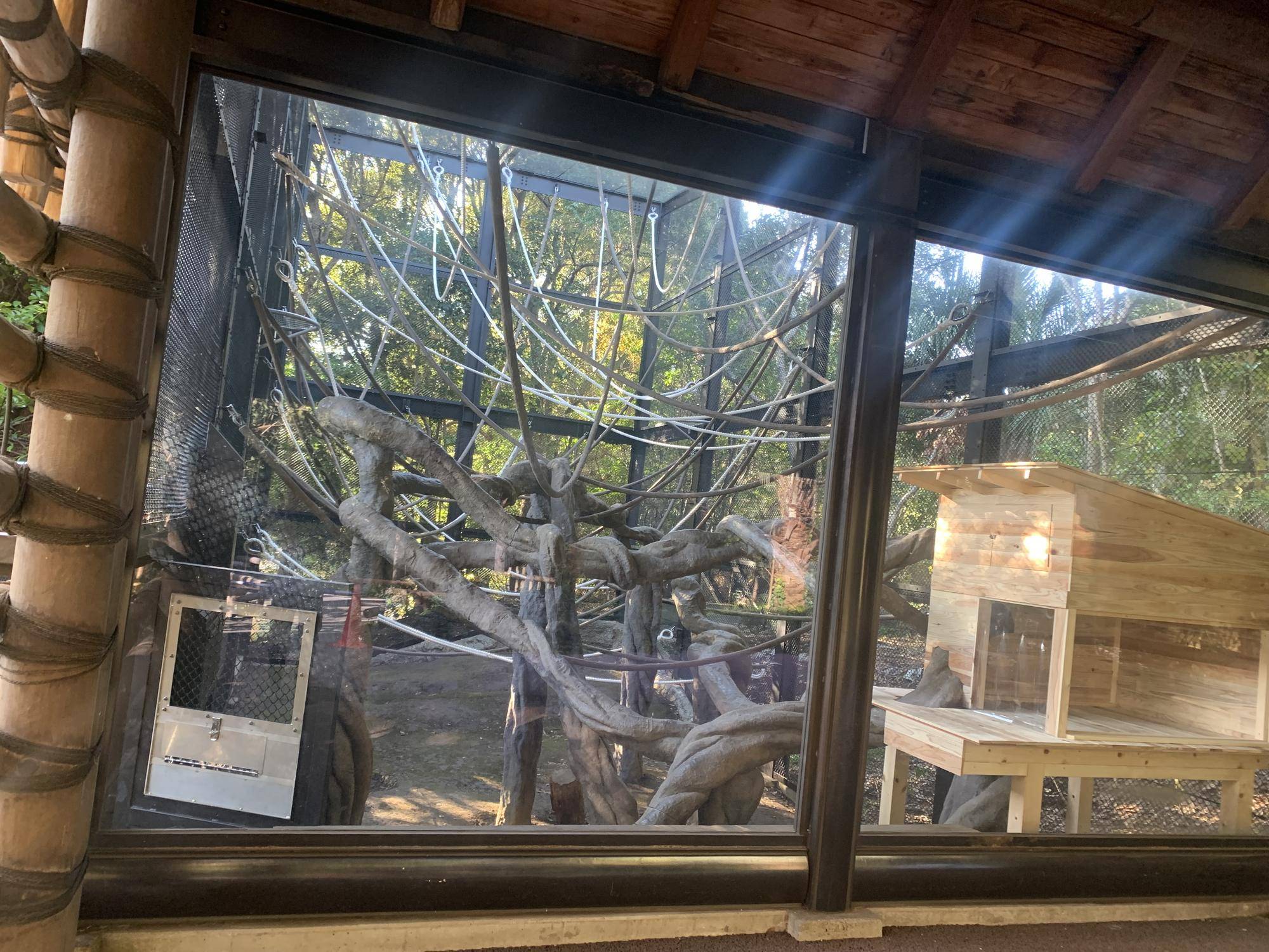 ウーリーモンキーの展示のお知らせ１