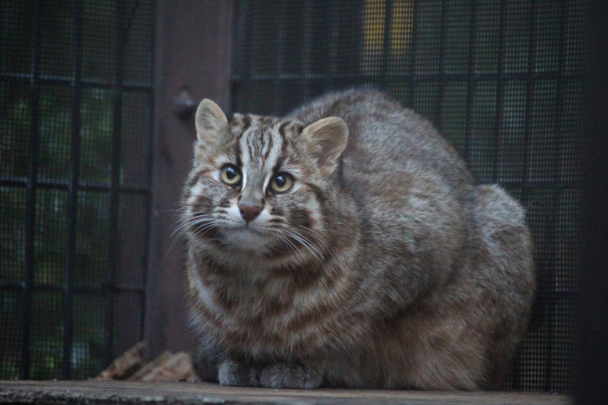 No.94♀さすな .jpg