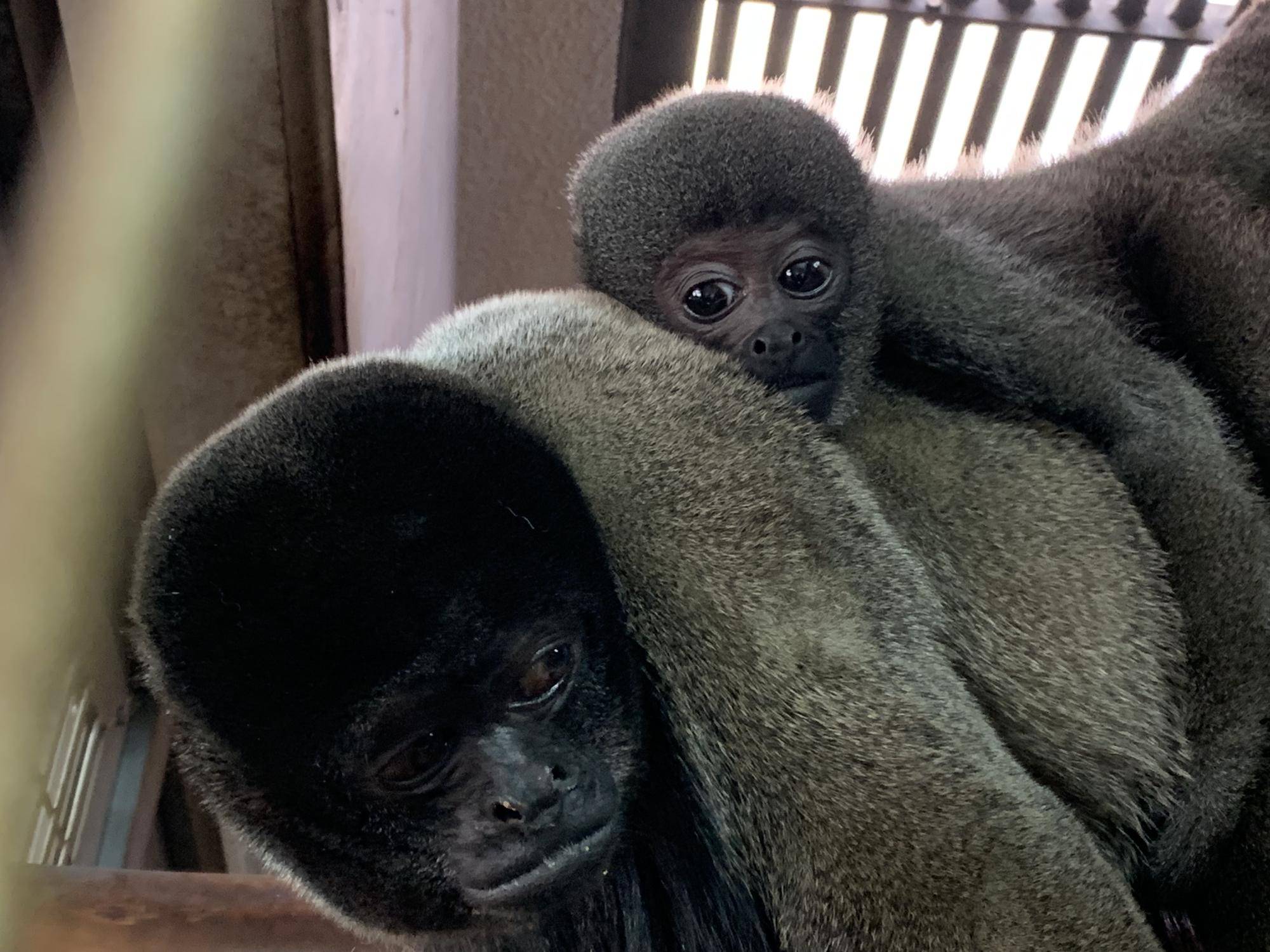 ウーリーモンキーの赤ちゃん成長記⑬5