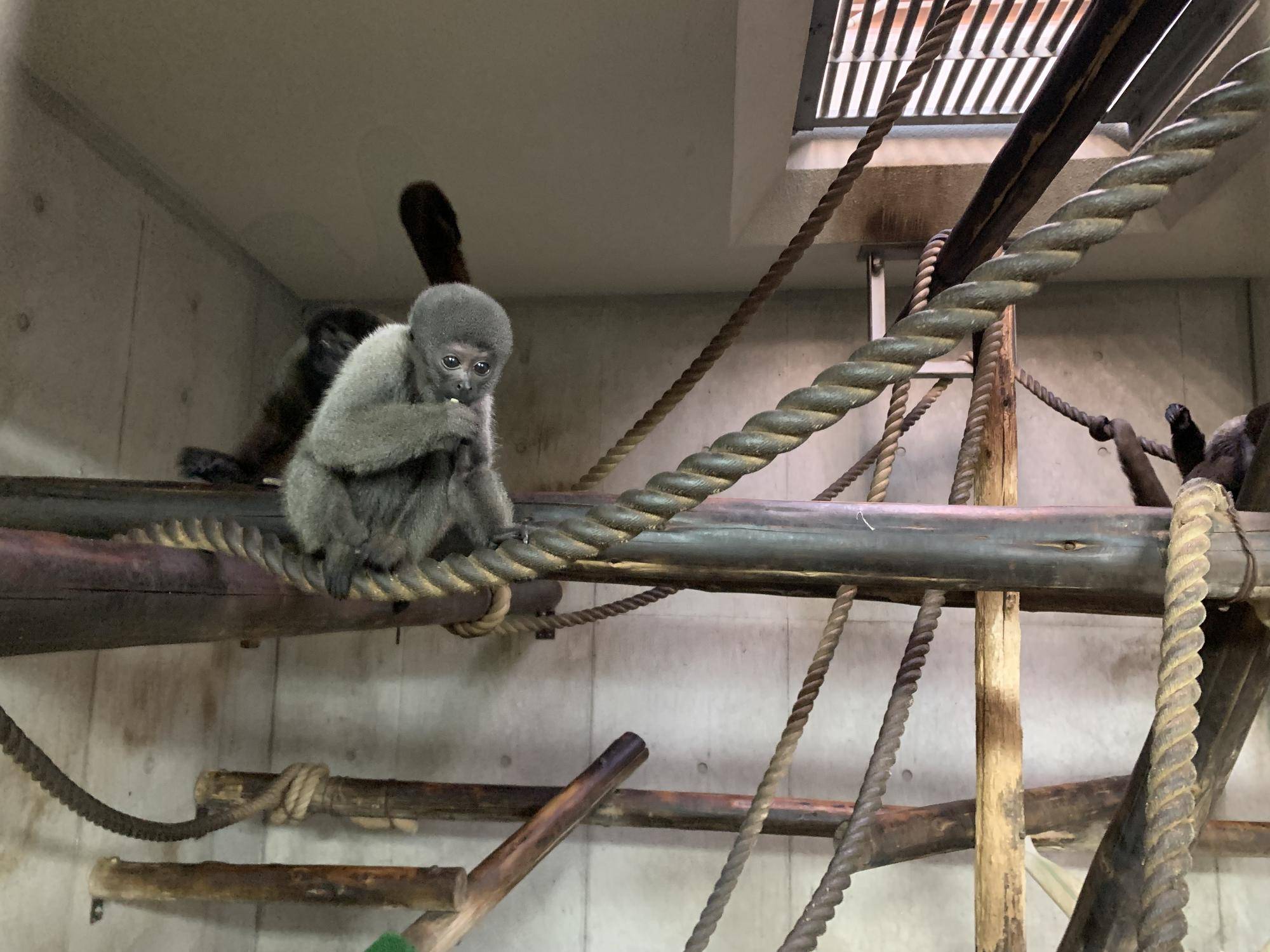 ウーリーモンキーの赤ちゃん成長記⑬4　