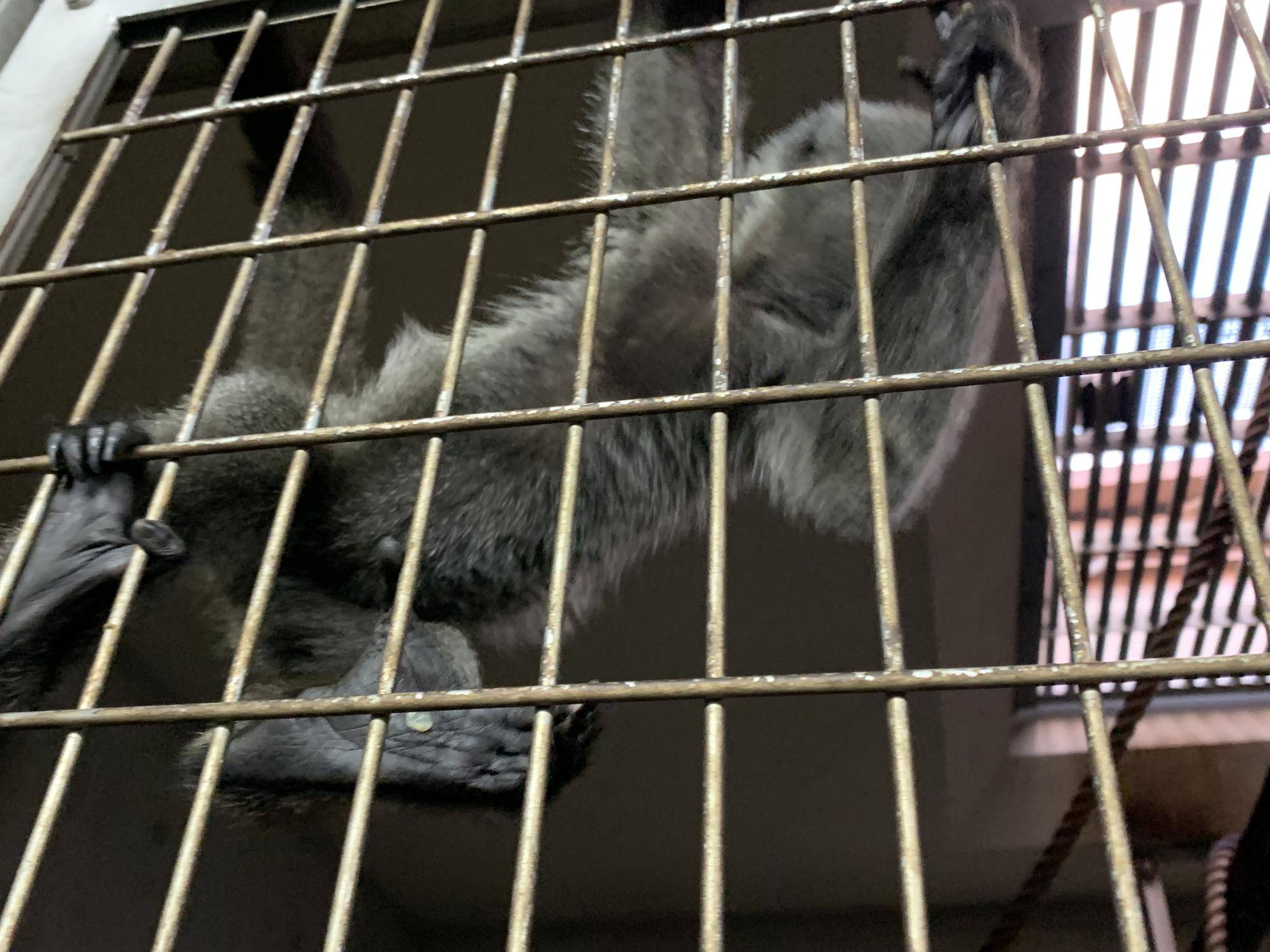 ウーリーモンキーの赤ちゃん成長記⑬　３