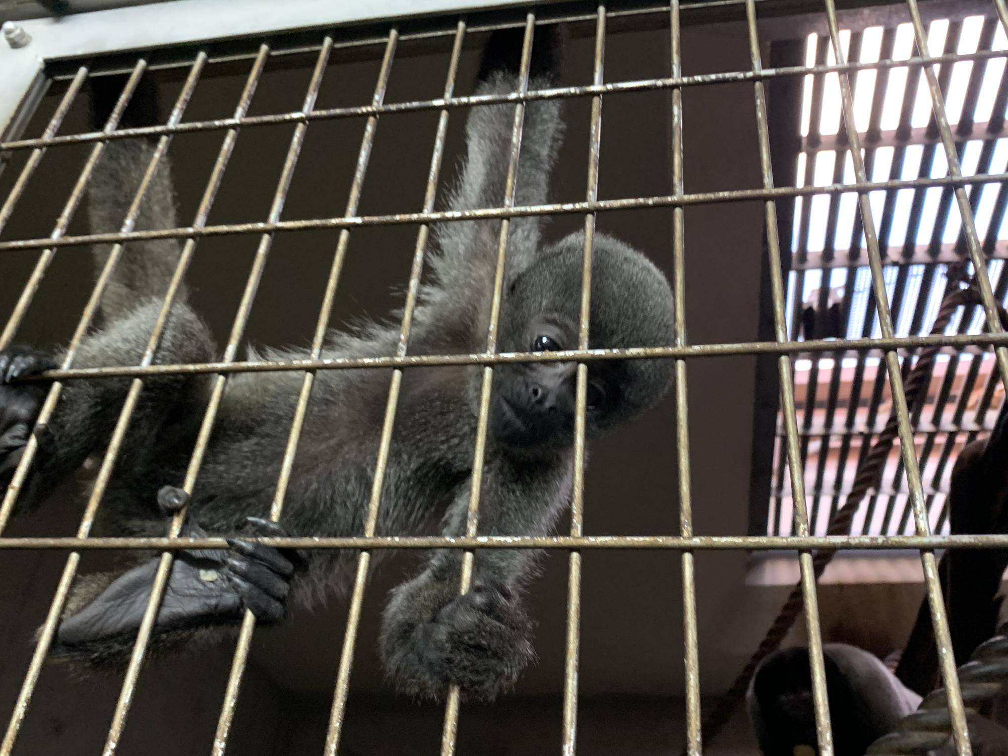 ウーリーモンキーの赤ちゃん成長記⑬２