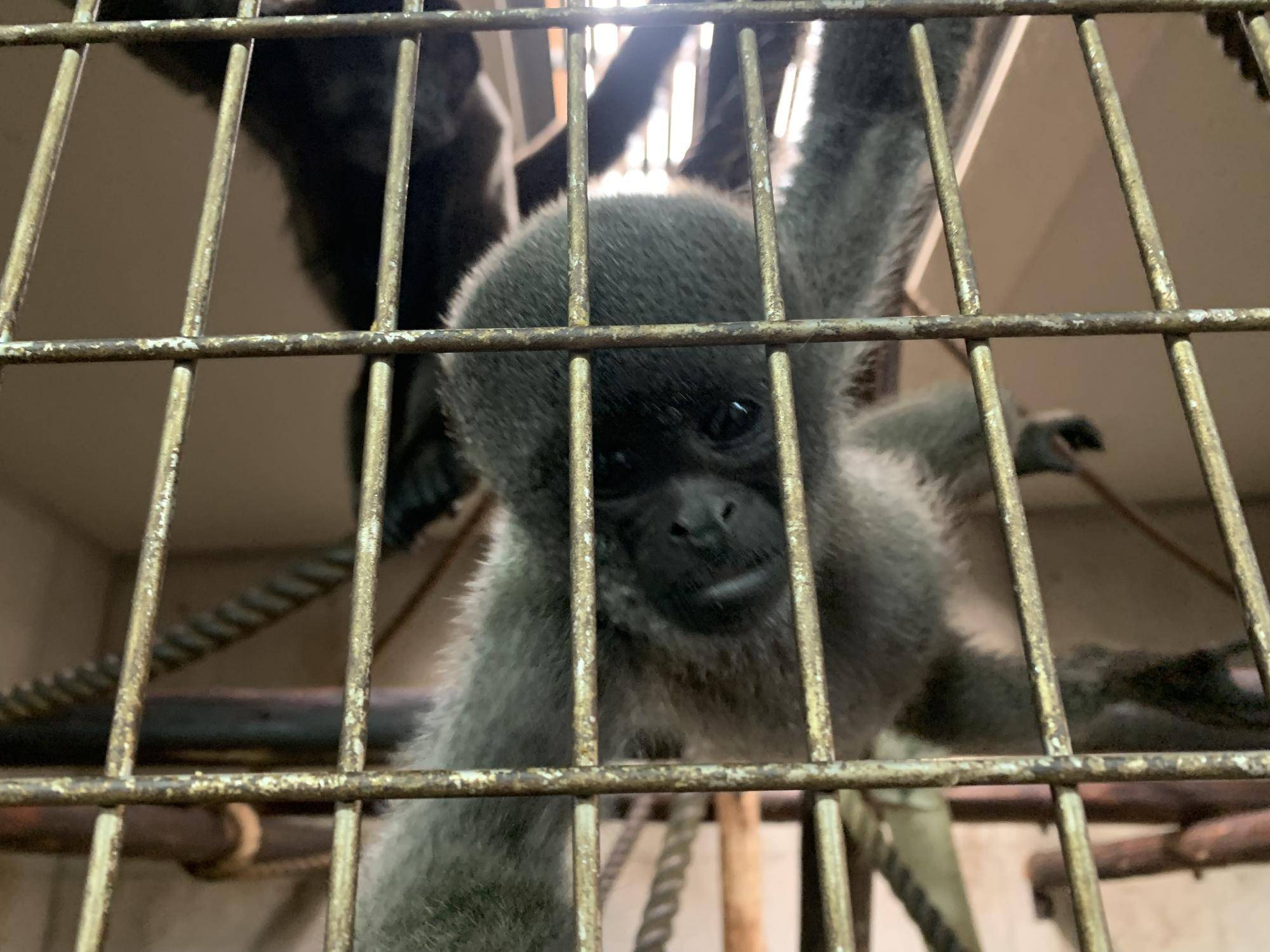 ウーリーモンキーの赤ちゃん成長記⑮１