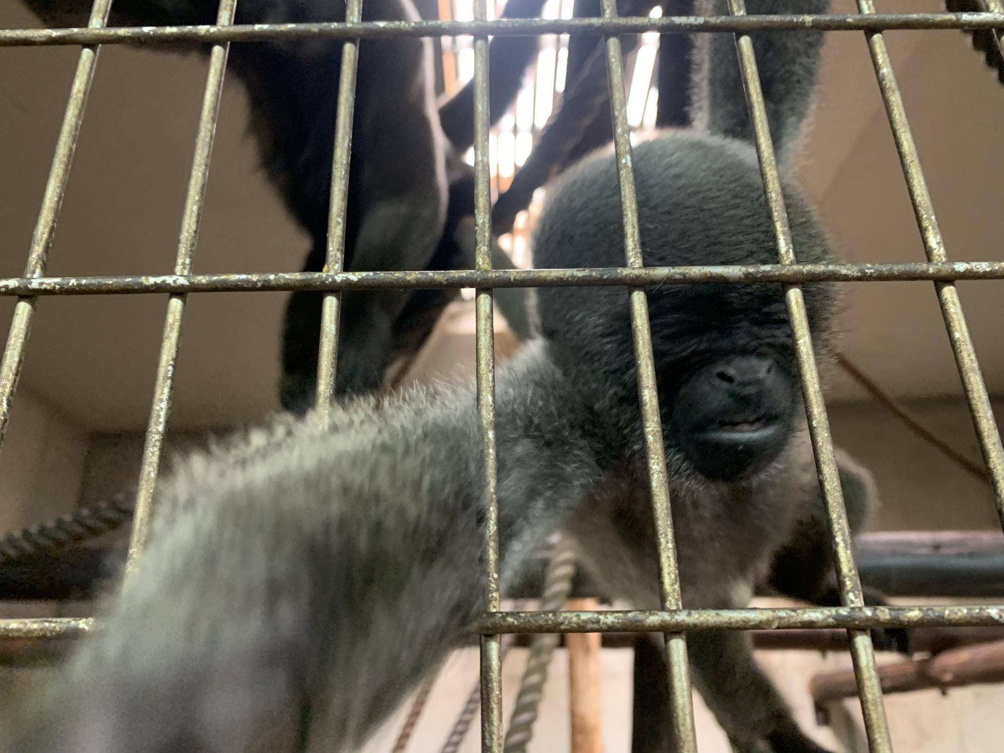 ウーリーモンキーの赤ちゃん成長記⑮２