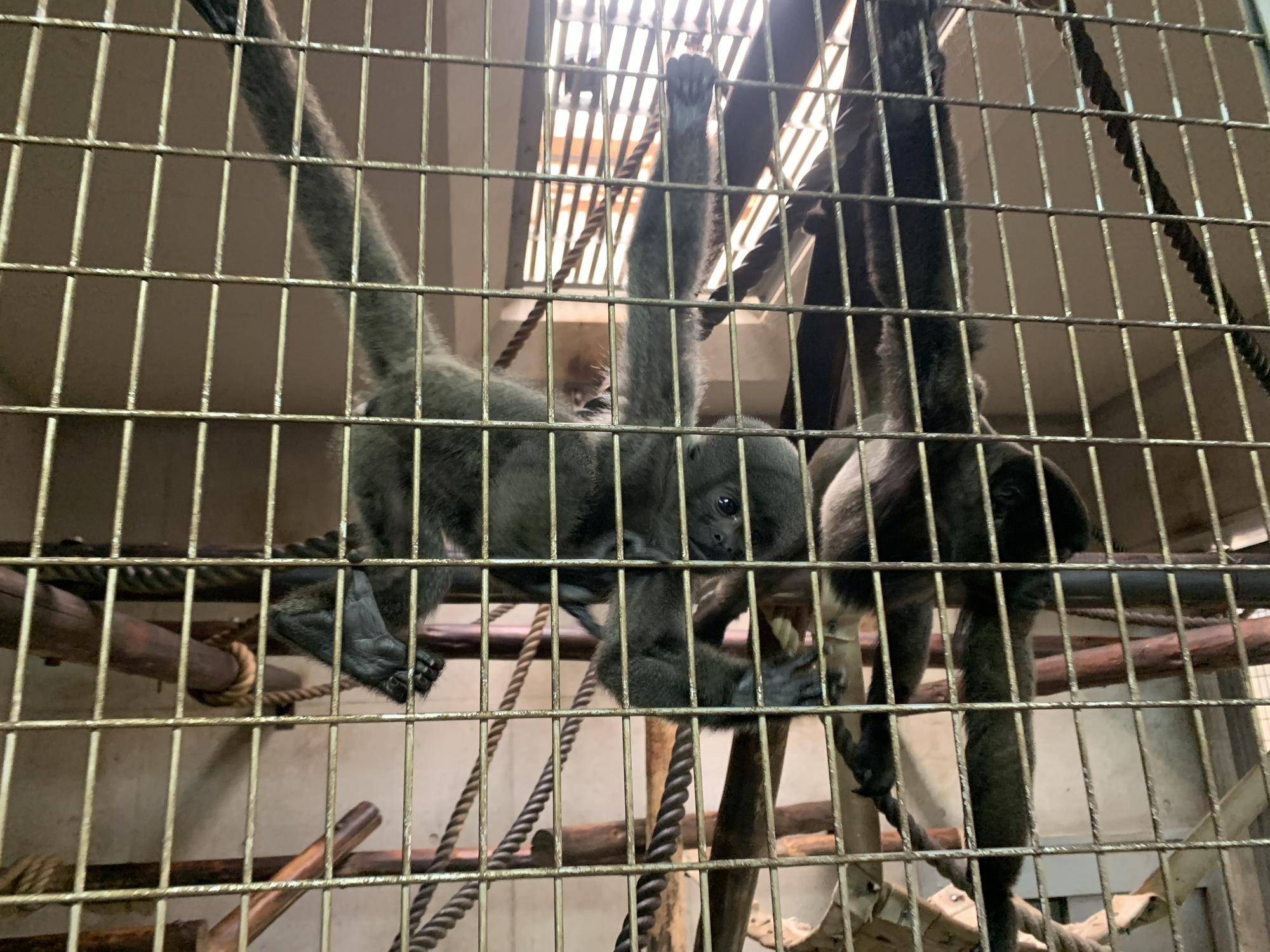 ウーリーモンキーの赤ちゃん成長記⑮４