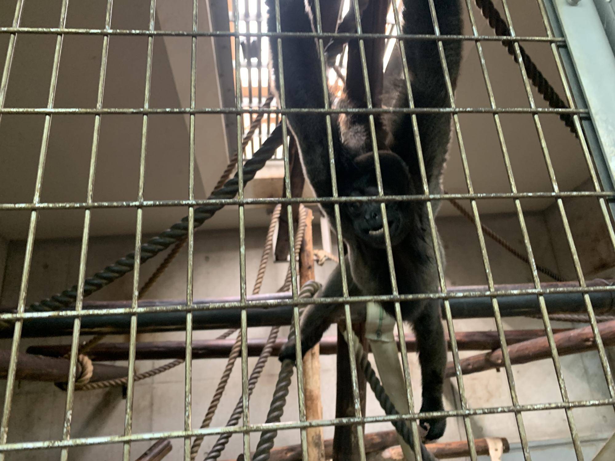 ウーリーモンキーの赤ちゃん成長記⑮５