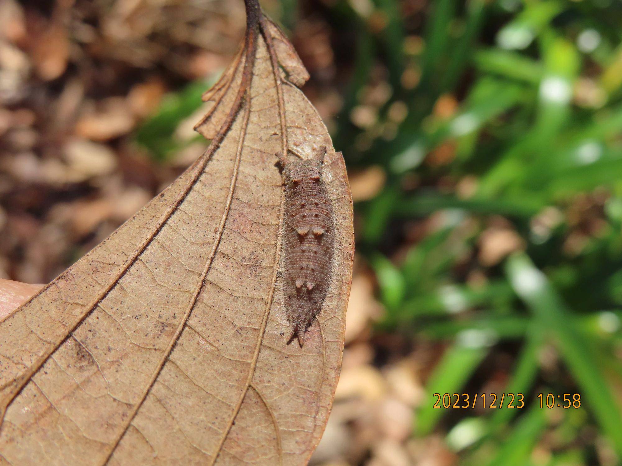 20231223自然体験林、ゴマダラチョウ.jpg
