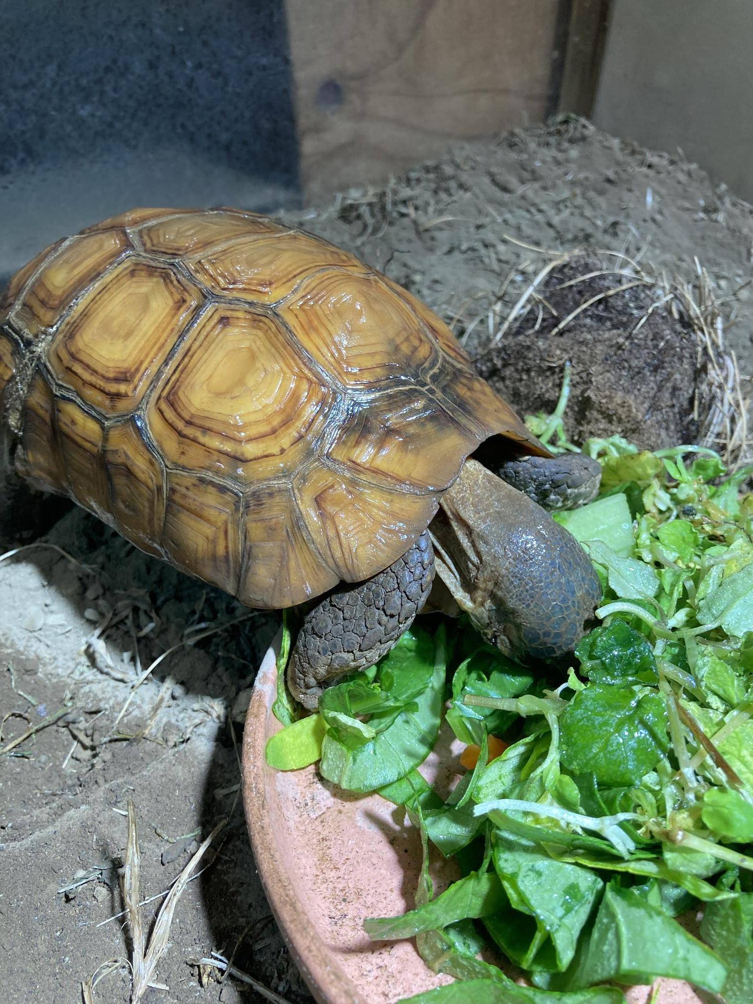野草を食べるベルセオレガメのベル(オス).jpg
