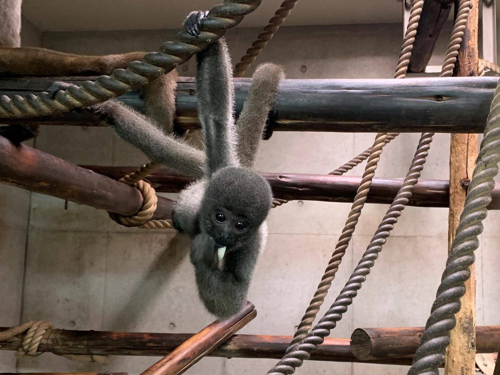 ウーリーモンキーの赤ちゃん成長記⑯１